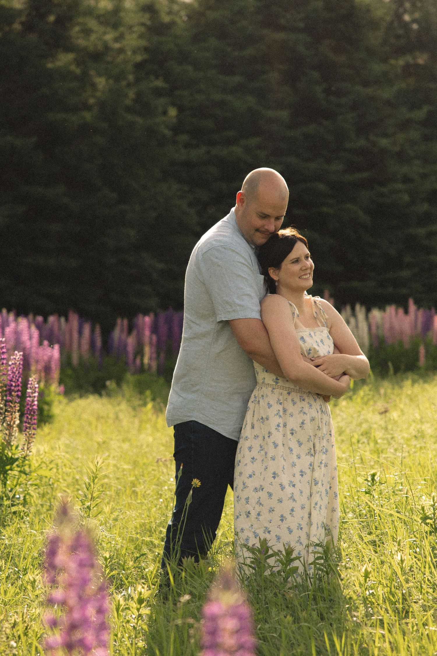 A man embraces a smiling woman from behind in a golden sunlit lupine flower field.