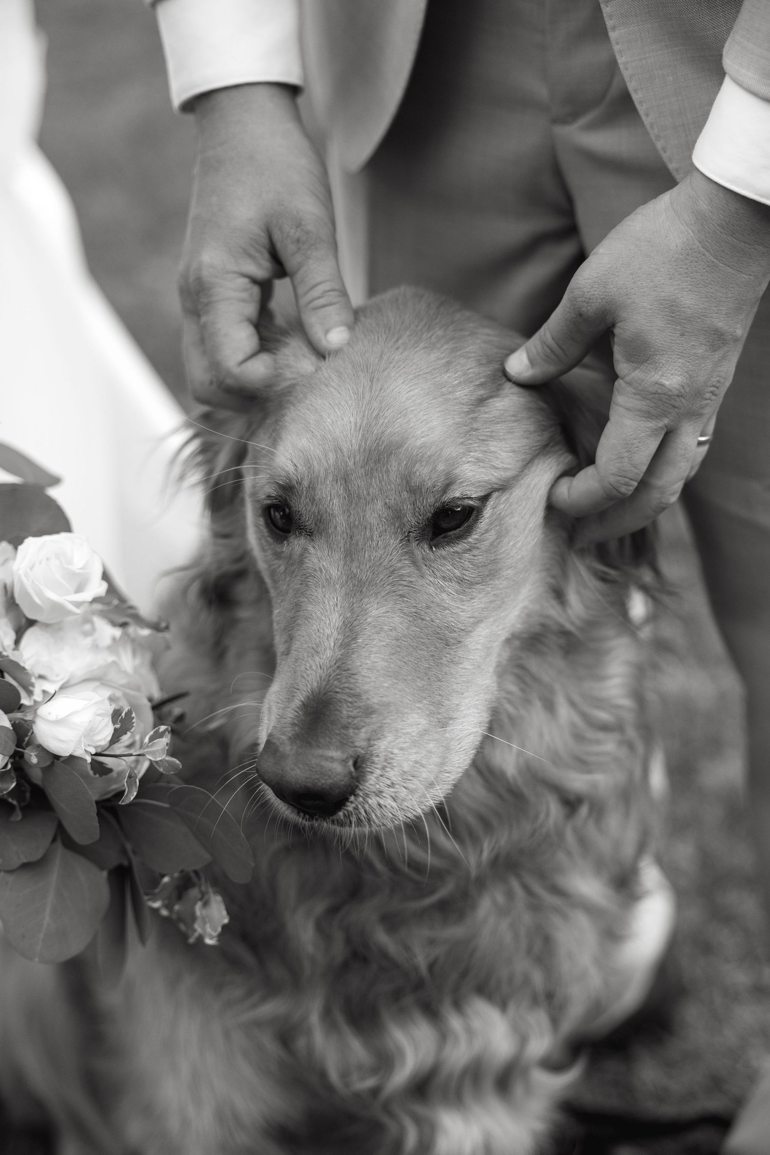 Black and white photo of couple petting their flower-adorned dog at wedding ceremony.