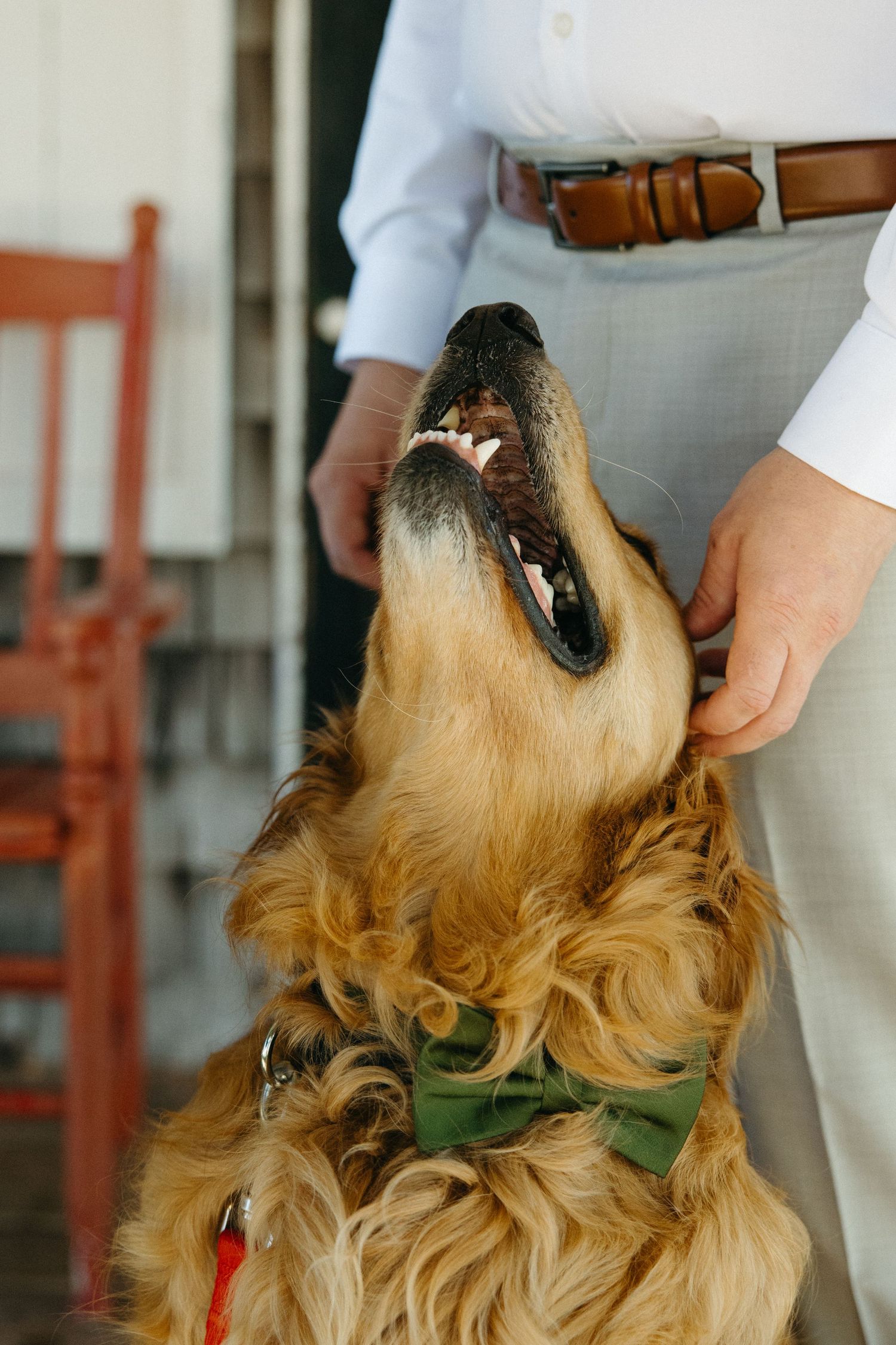 Golden retriever dog wearing green bandana looks up happily at person in gray pants and brown belt outdoors.