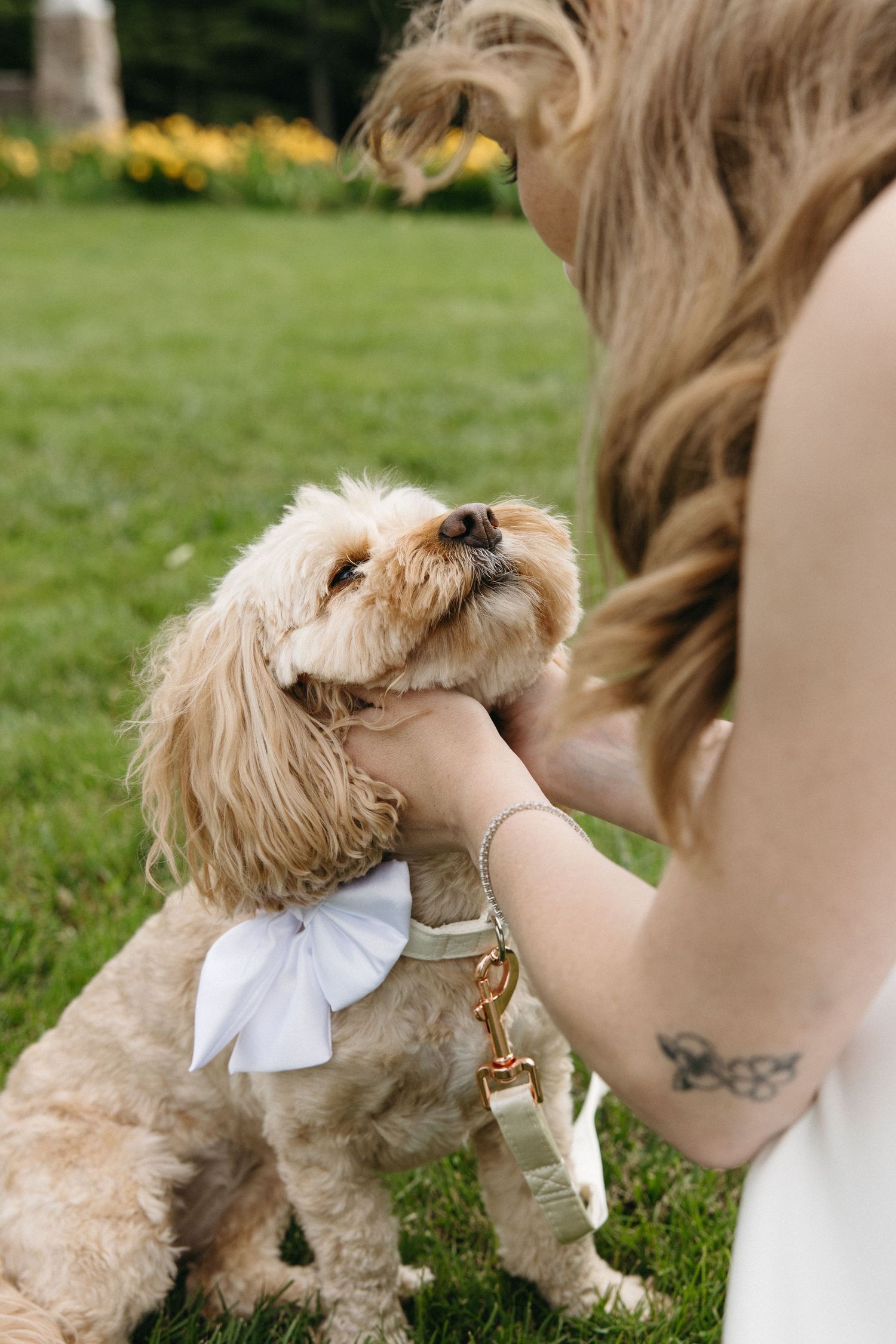 Bride in white dress pets a fluffy golden dog wearing a white bow on a green grass lawn.