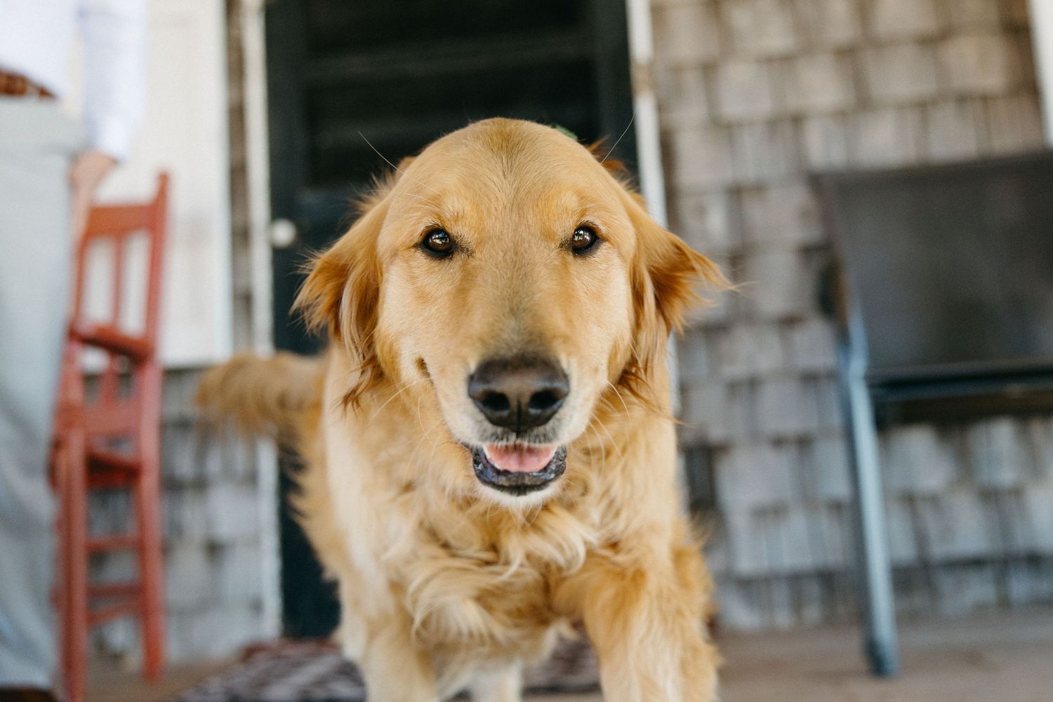 A friendly golden retriever dog looks directly at the camera outdoors near a building.