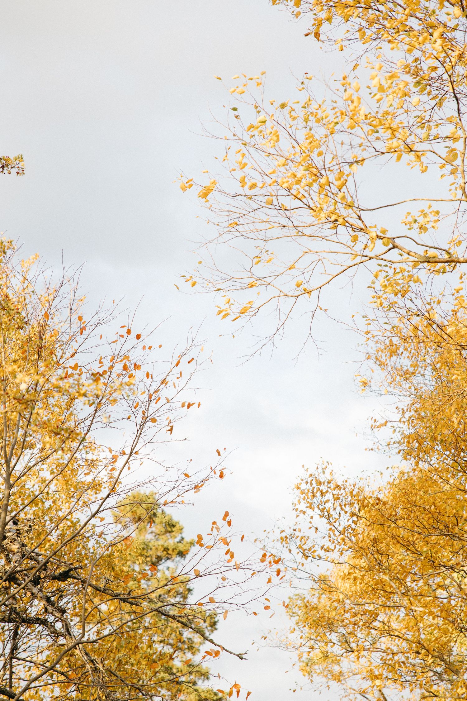 Golden yellow autumn leaves against a bright blue sky.