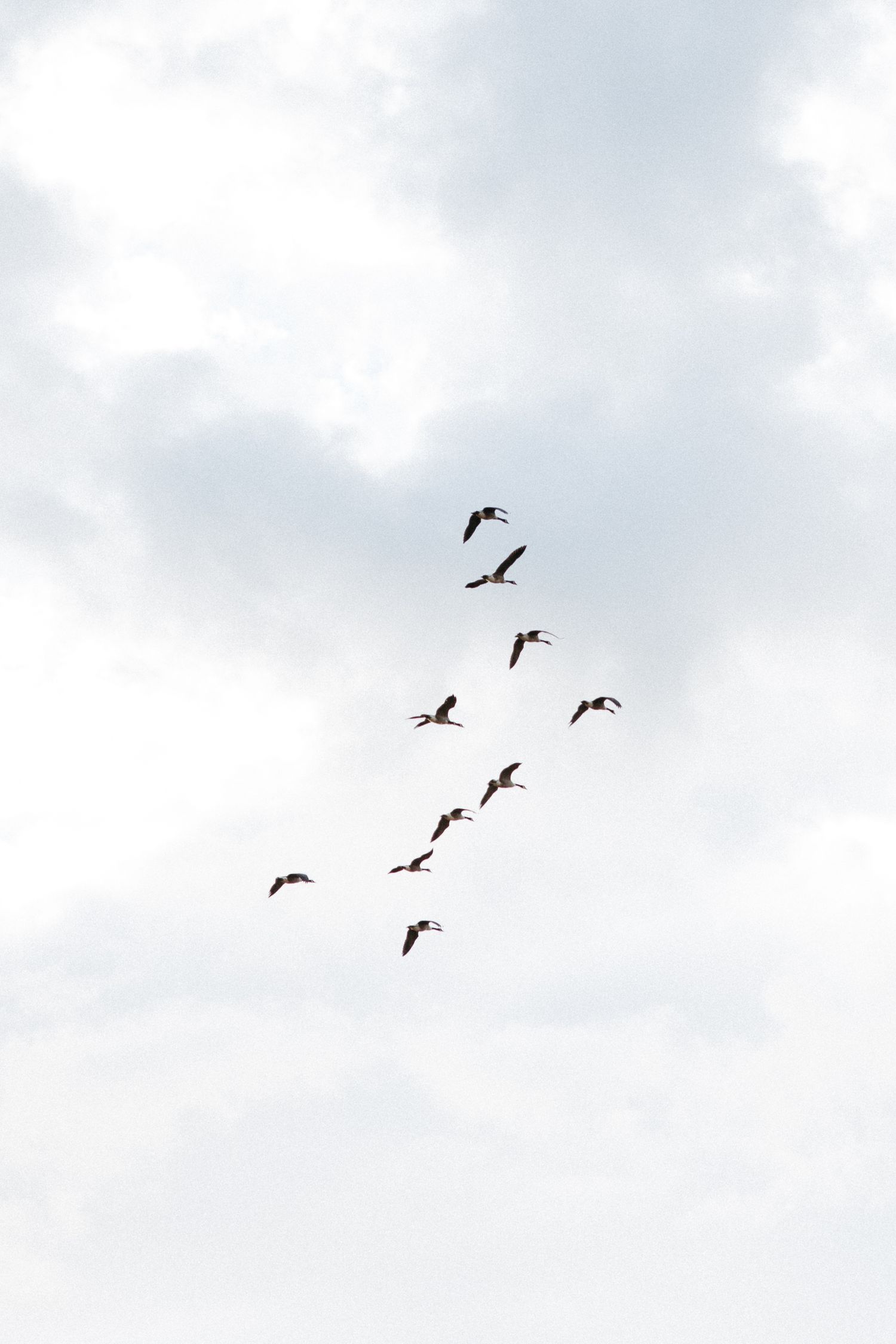 A flock of birds flying in V-formation across a cloudy sky.