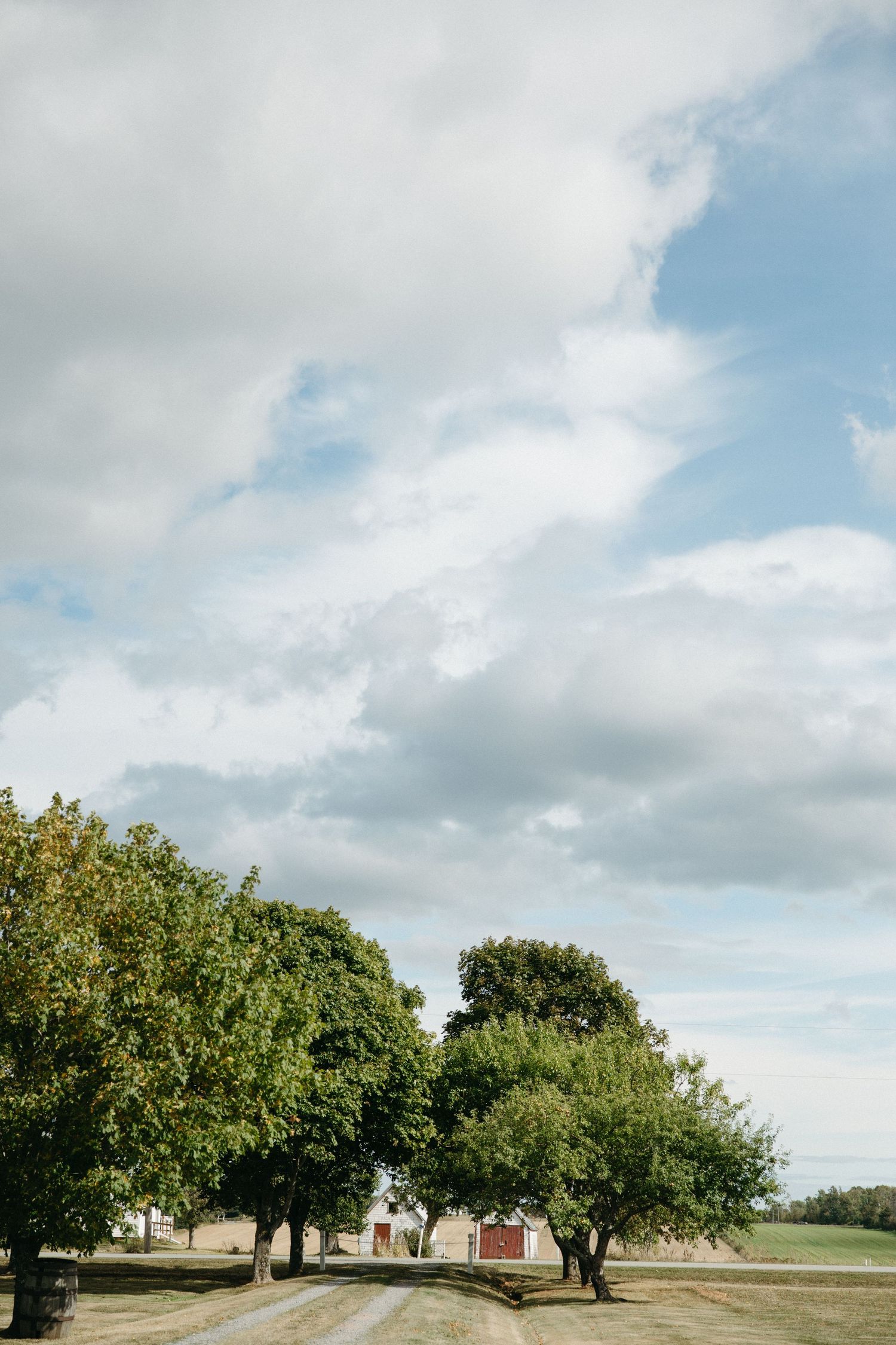 Tree-lined path under cloudy skies in a rural setting.