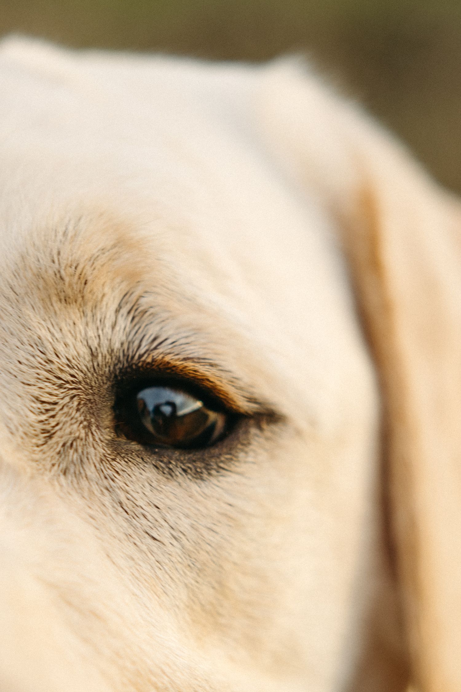 Close-up macro shot of a yellow Labrador retriever's eye showing rich detail and texture.