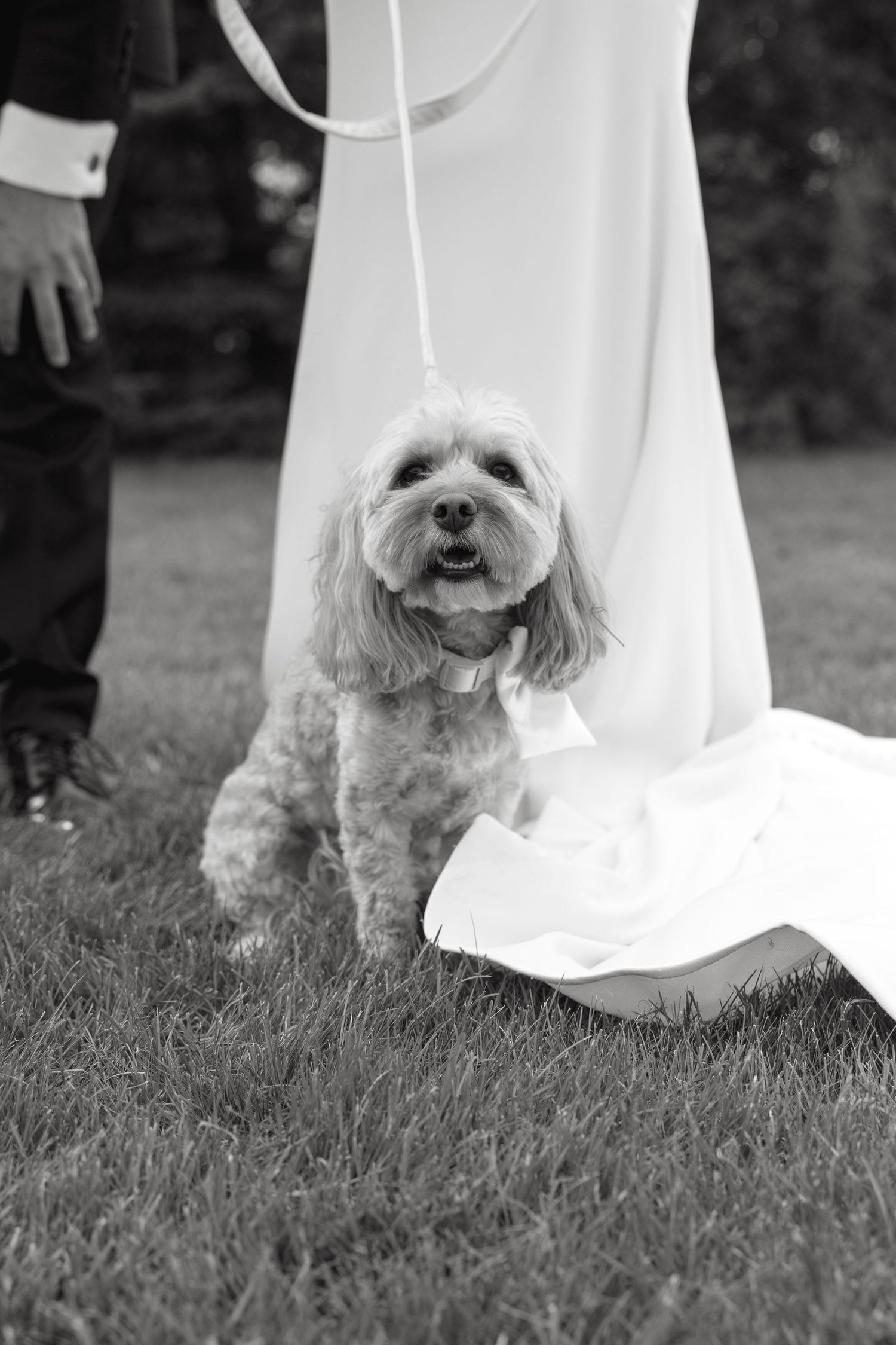 Adorable fluffy dog sitting on grass beside bride's wedding dress train, black and white photo.