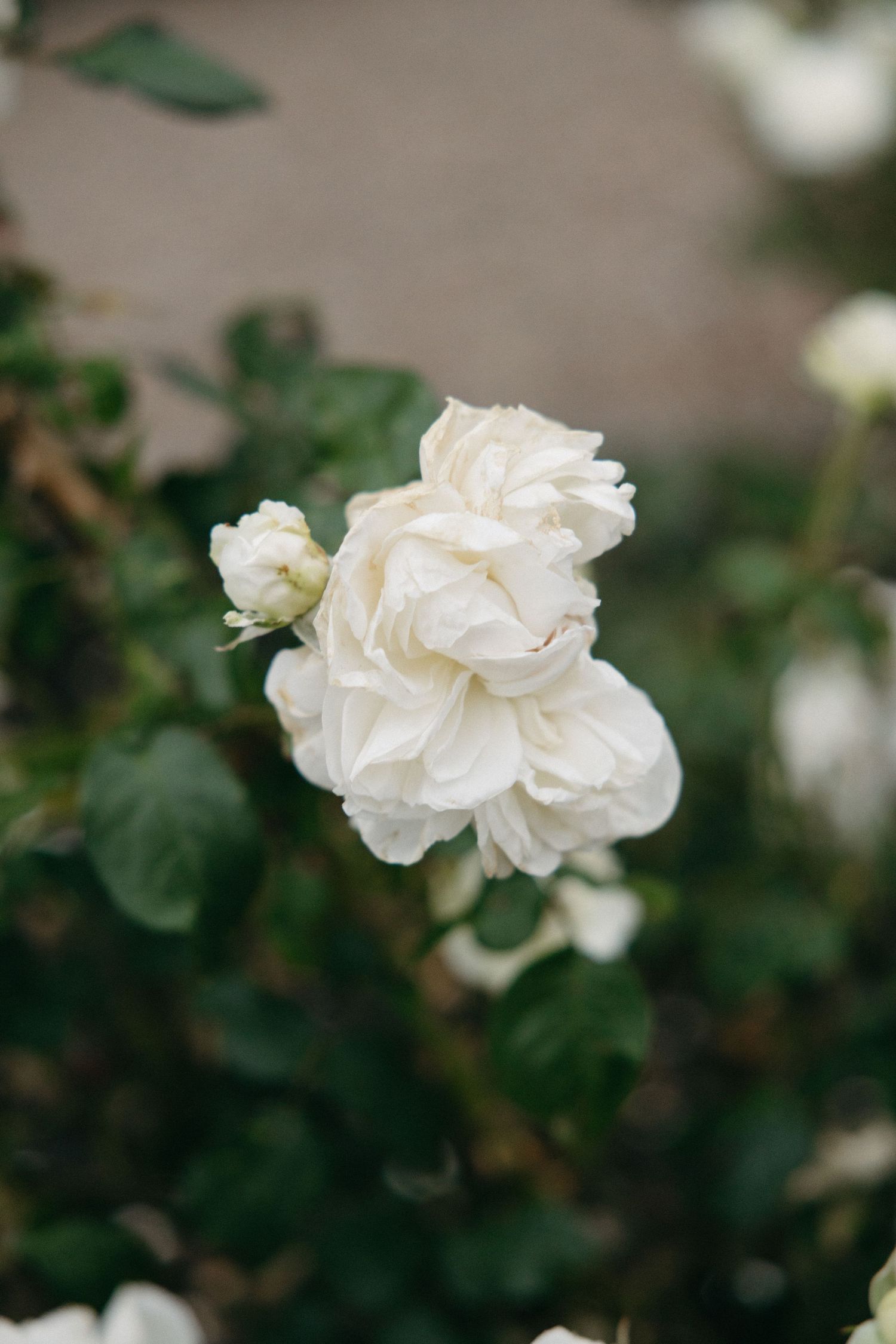 Beautiful white garden rose in full bloom surrounded by green foliage.
