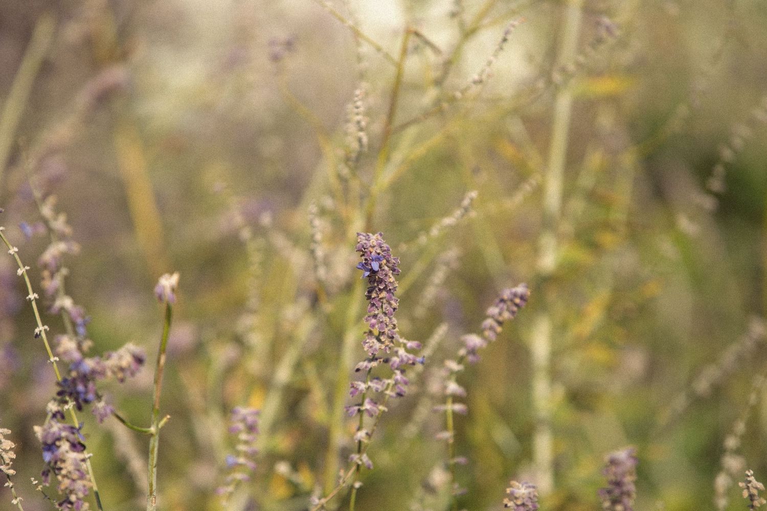 Delicate purple wildflowers swaying in a sunlit meadow.