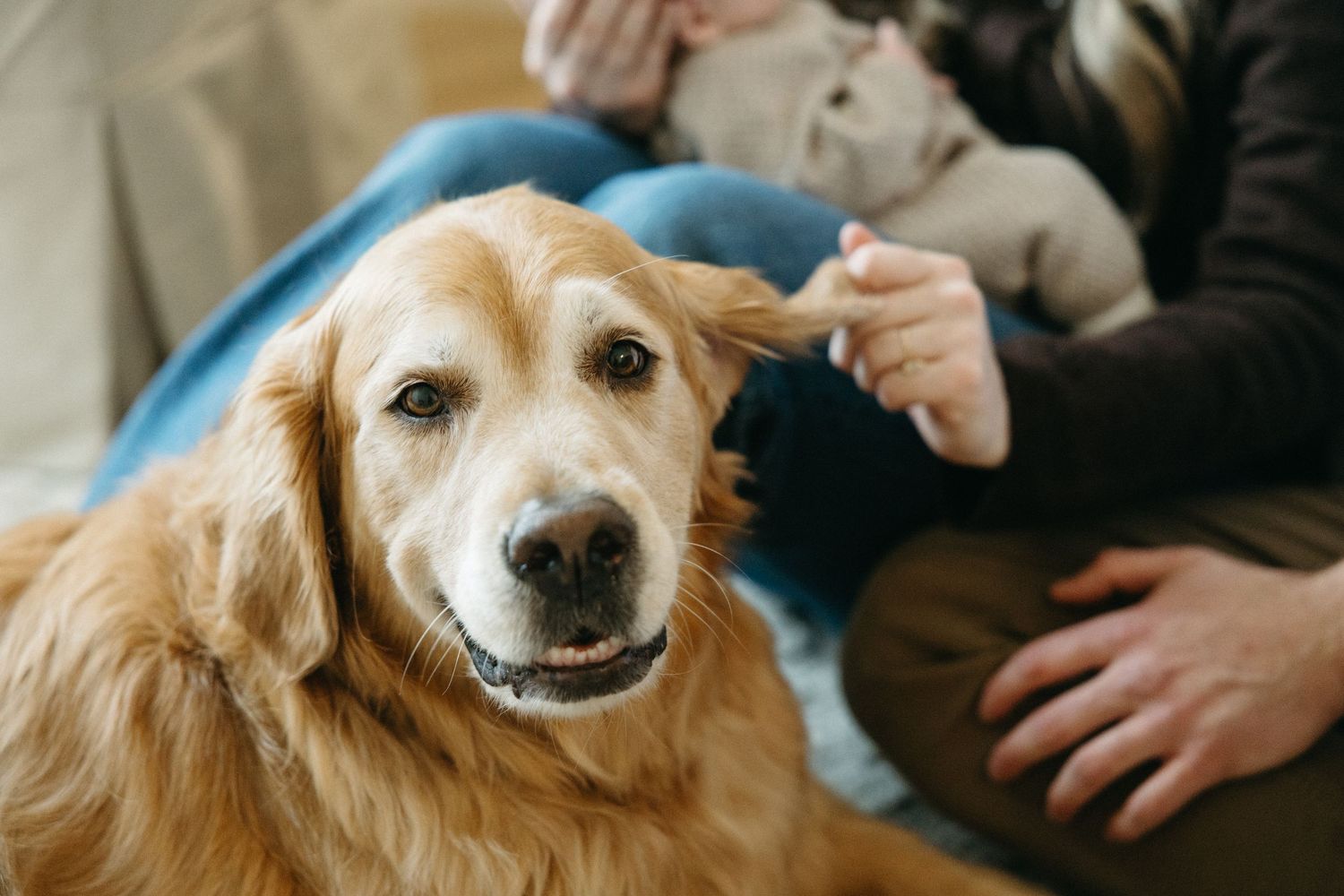Close up of a happy golden retriever dog with family in background.