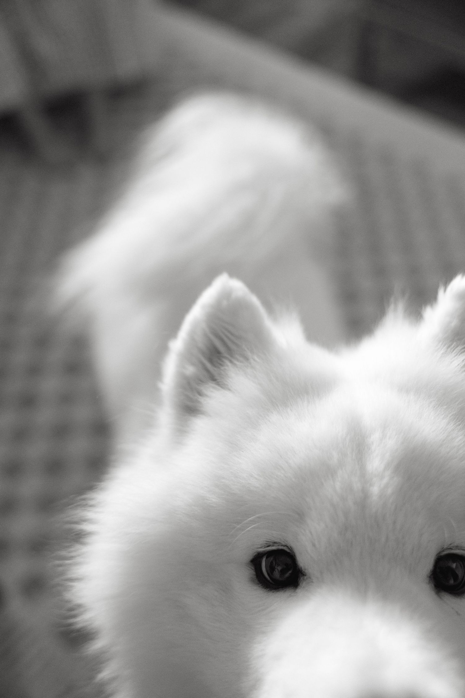 Close-up of a white fluffy plush animal showing partial facial features in black and white.