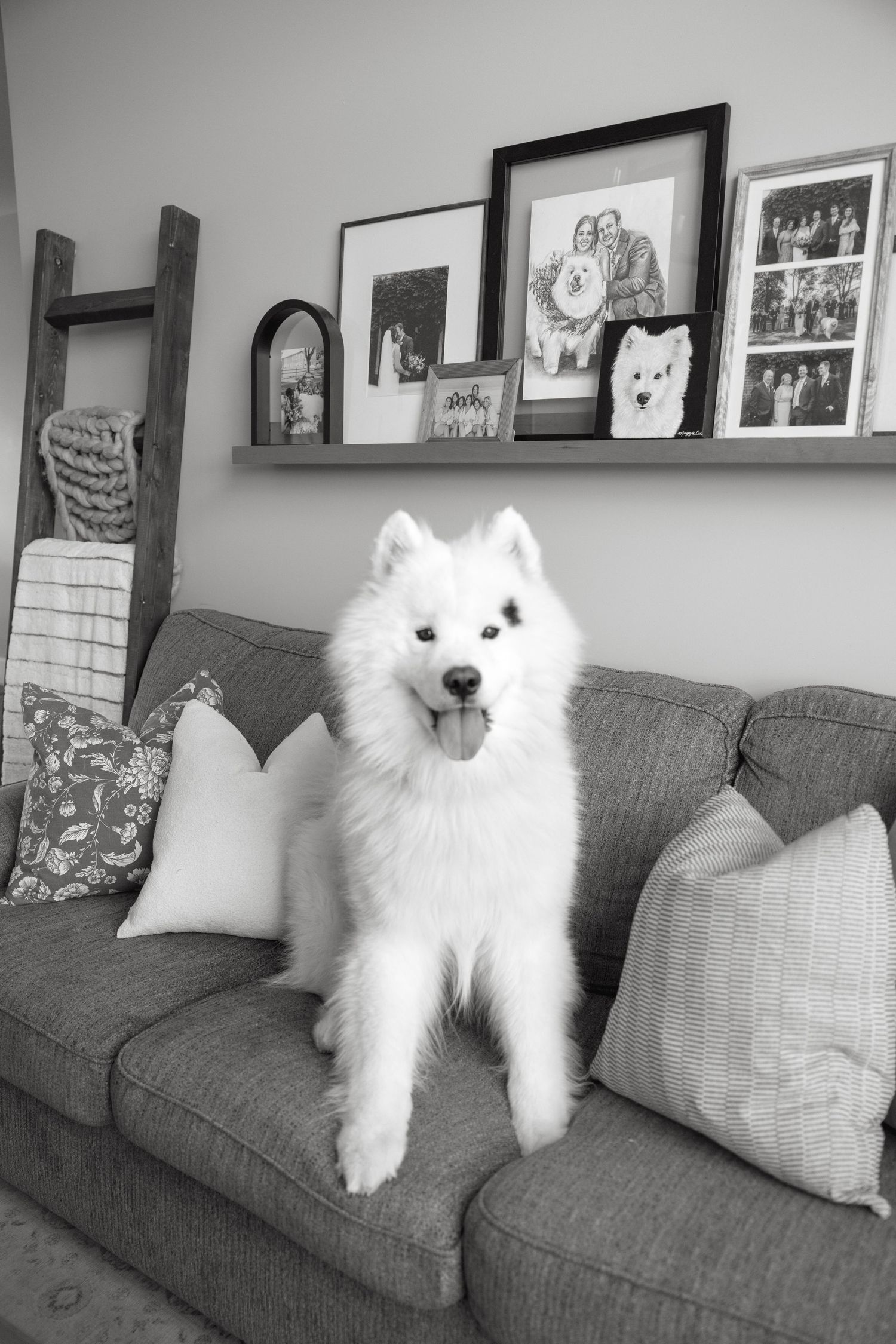 A white fluffy dog poses on a gray couch with framed photos displayed on the wall behind.