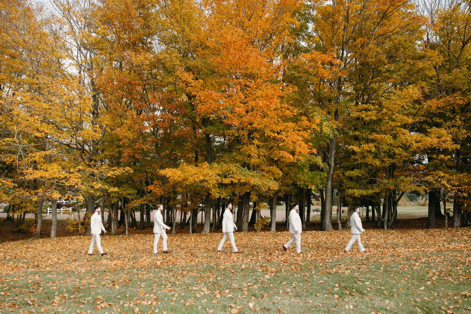 Wedding party walking across autumn landscape with vibrant orange trees.