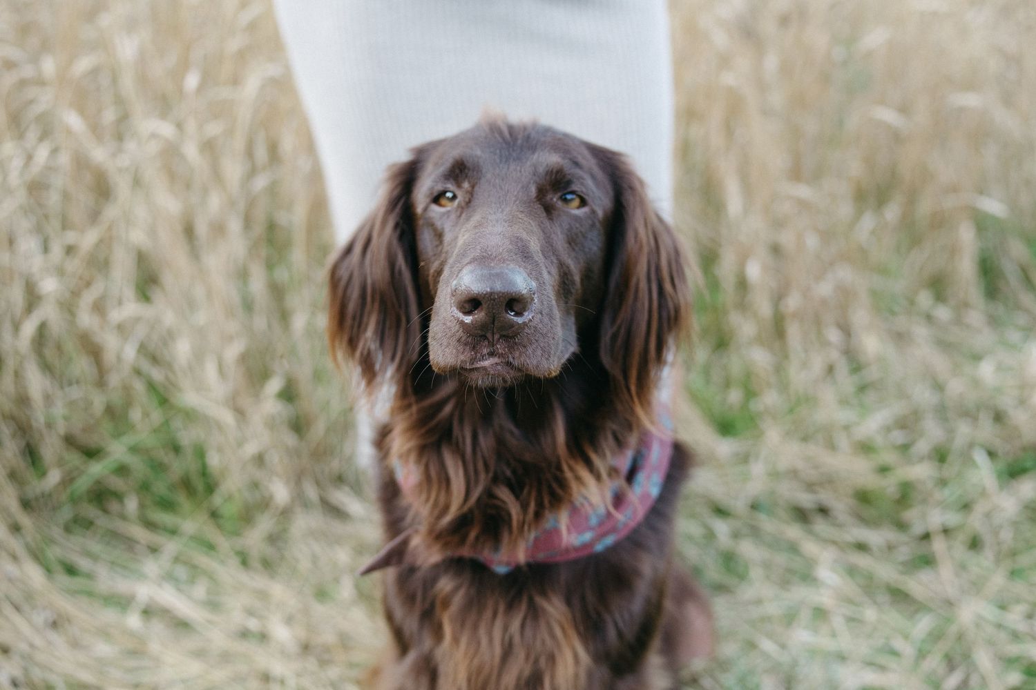 A chocolate brown Flat-Coated Retriever dog sitting attentively in a golden grass field.