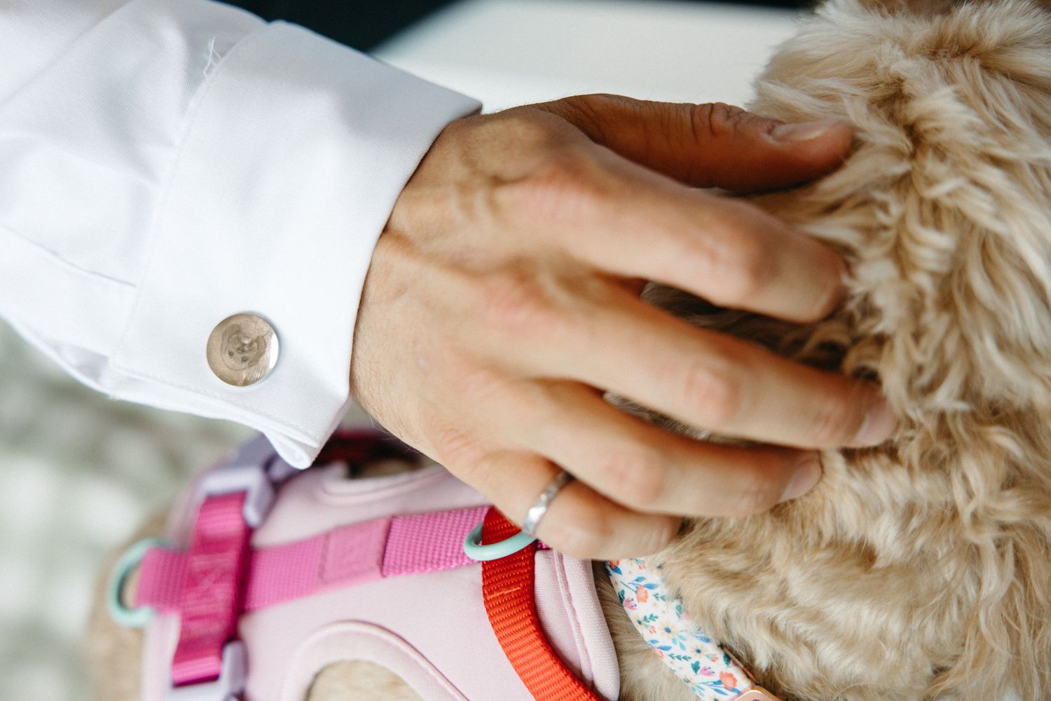 Close-up of groom's hand with cufflink resting on a fluffy golden dog in a pink harness.