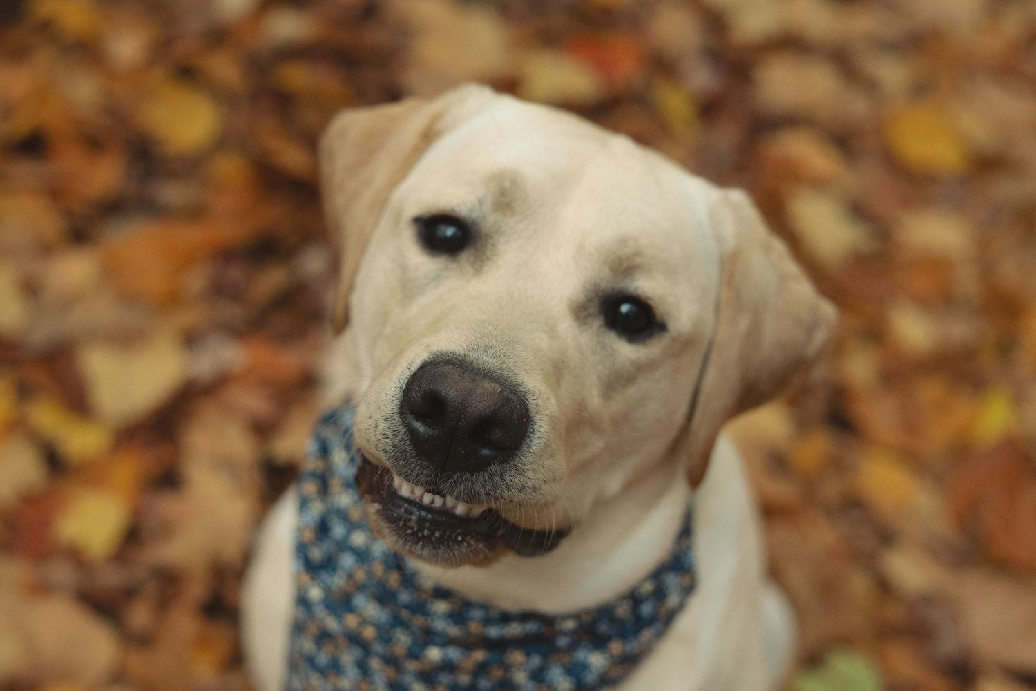 Happy yellow Labrador retriever wearing a blue bandana smiles at camera among fall leaves.