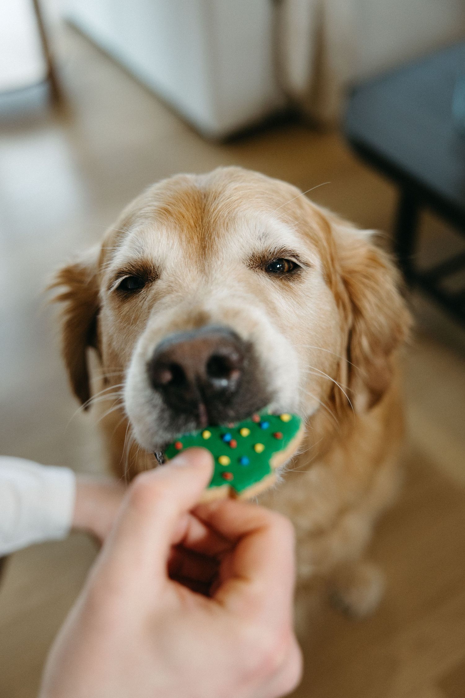 A golden retriever gently takes a Christmas tree shaped treat from someone's hand.