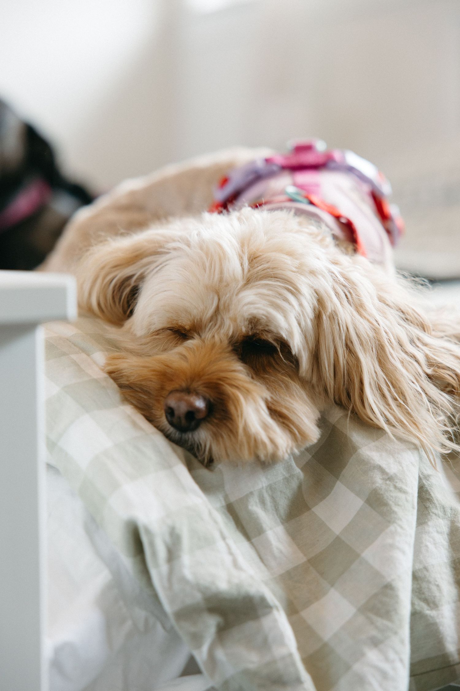 A fluffy tan Yorkie dog resting its head on a gingham blanket wearing a floral outfit.