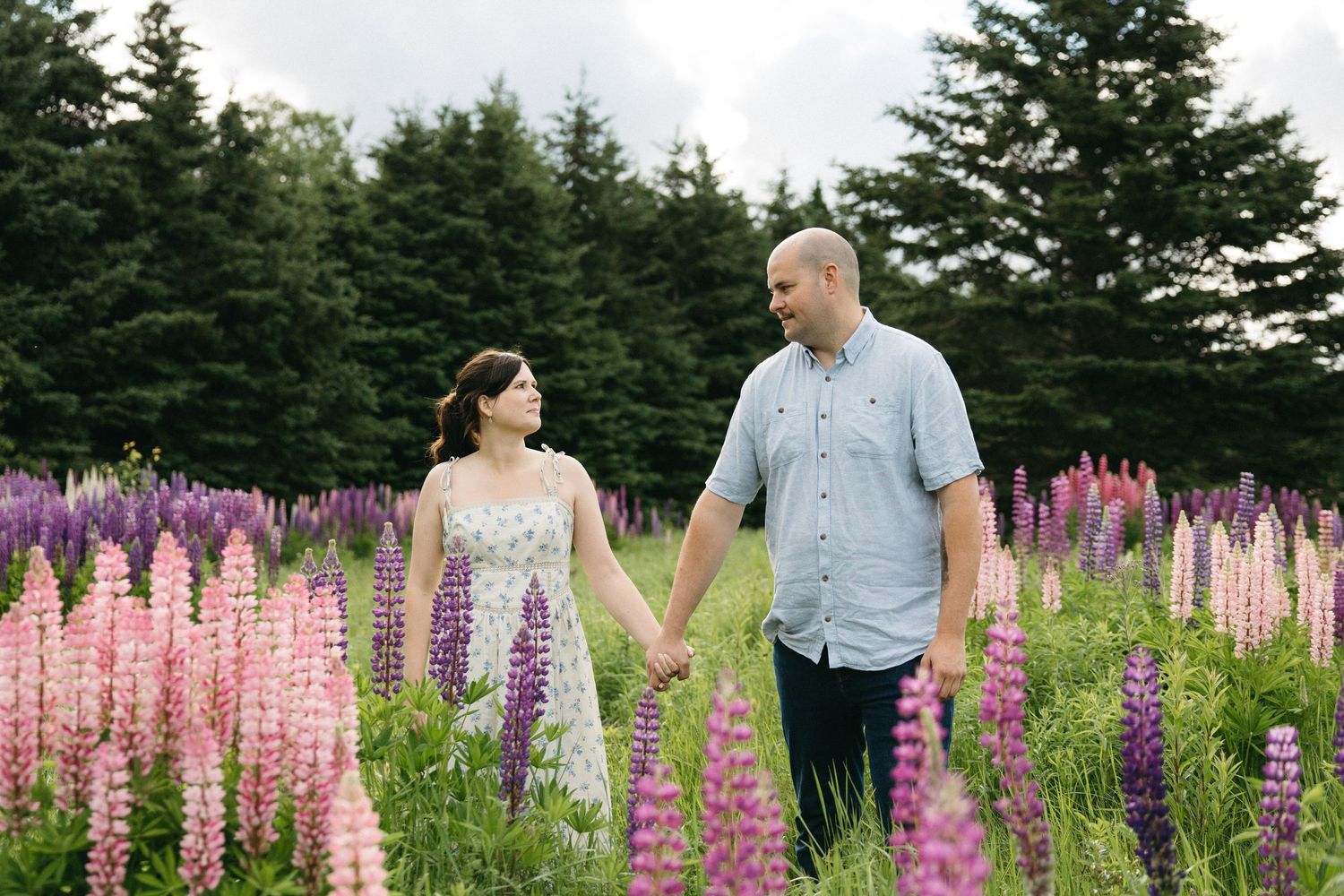 Couple holding hands in a vibrant lupine flower field with pink and purple blooms, surrounded by lush green trees.