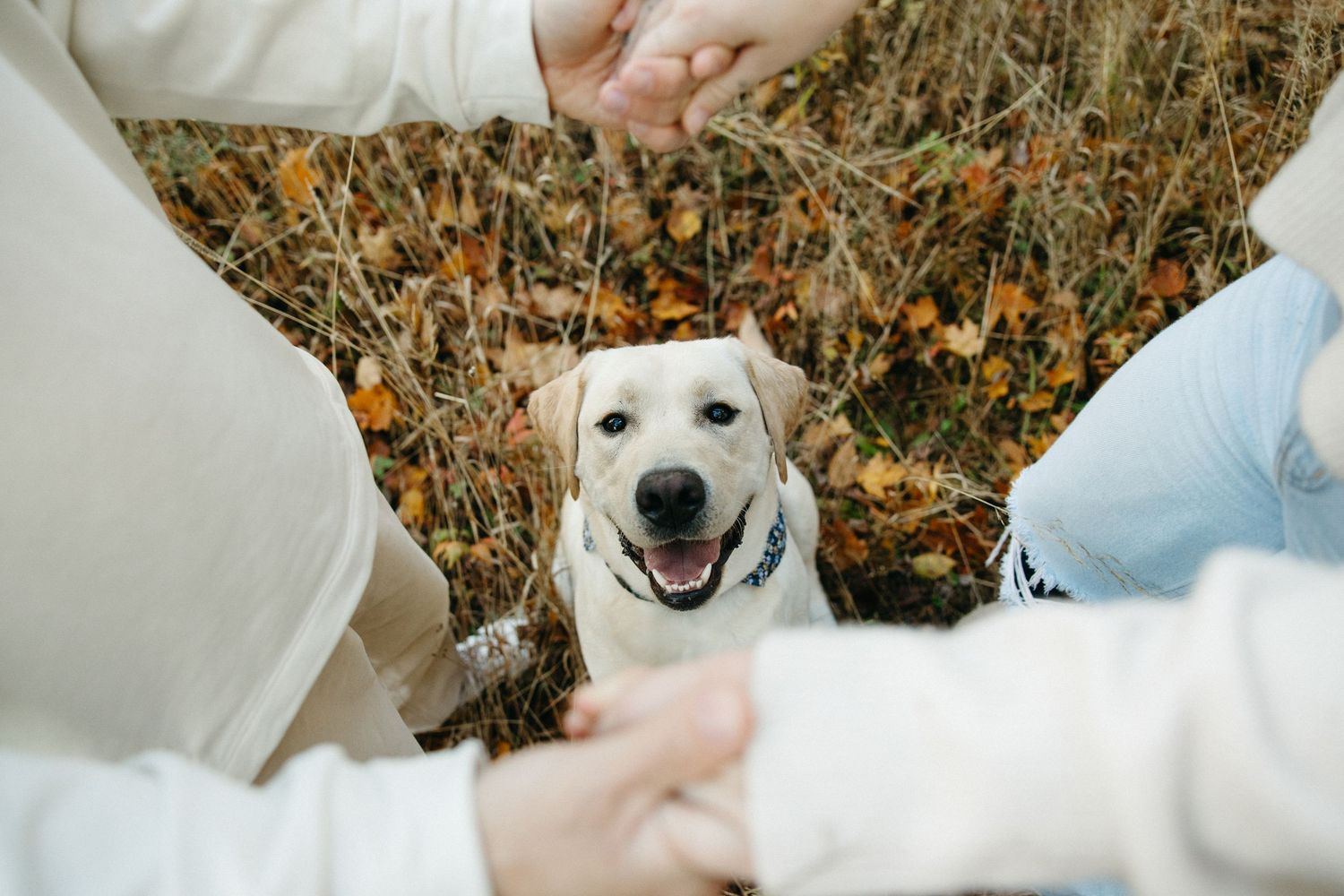 Happy white dog smiling during autumn photoshoot in tall grass field.