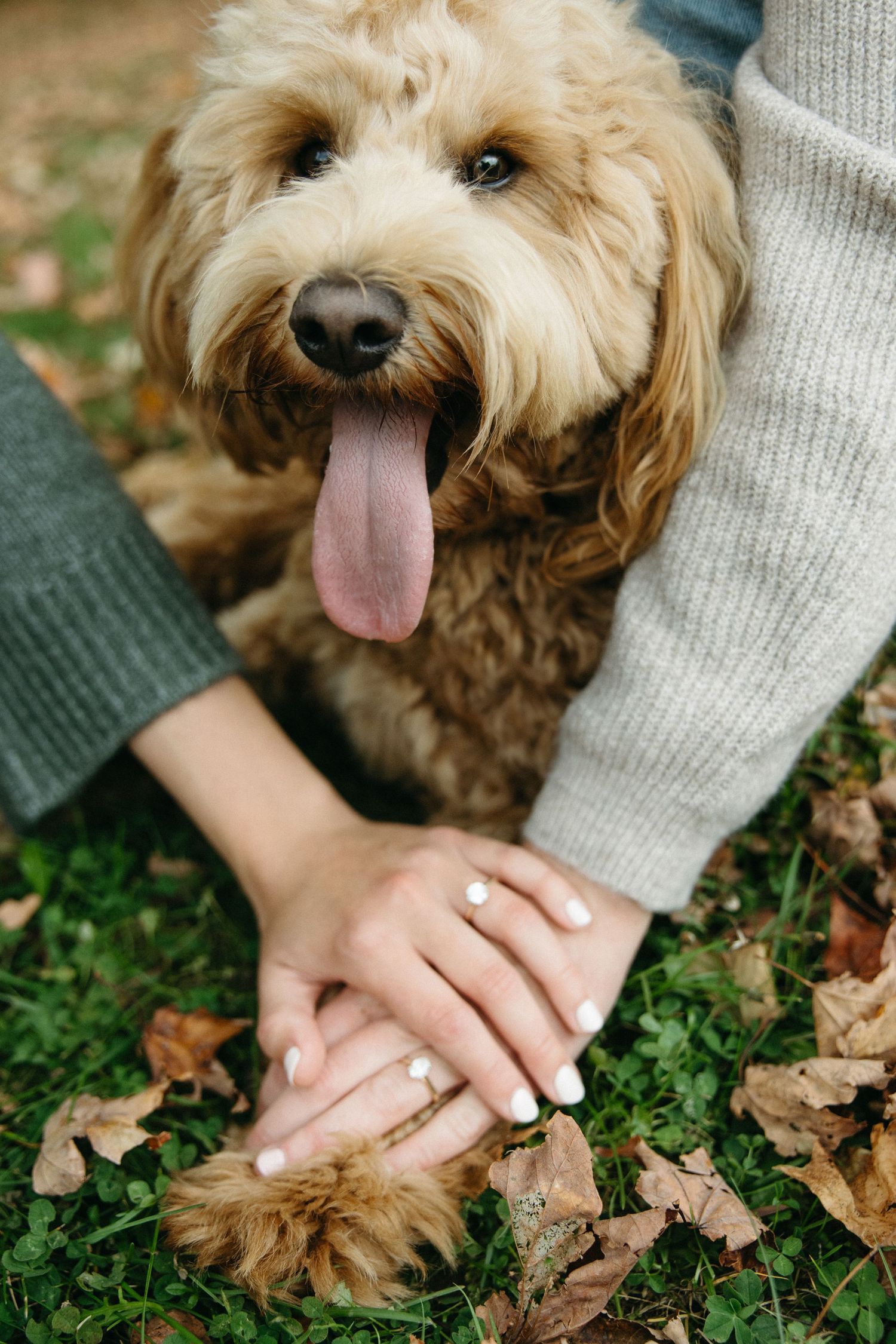 Close-up of a happy golden doodle with its tongue out as two people rest their hands with rings on its paws on grass and autumn leaves.