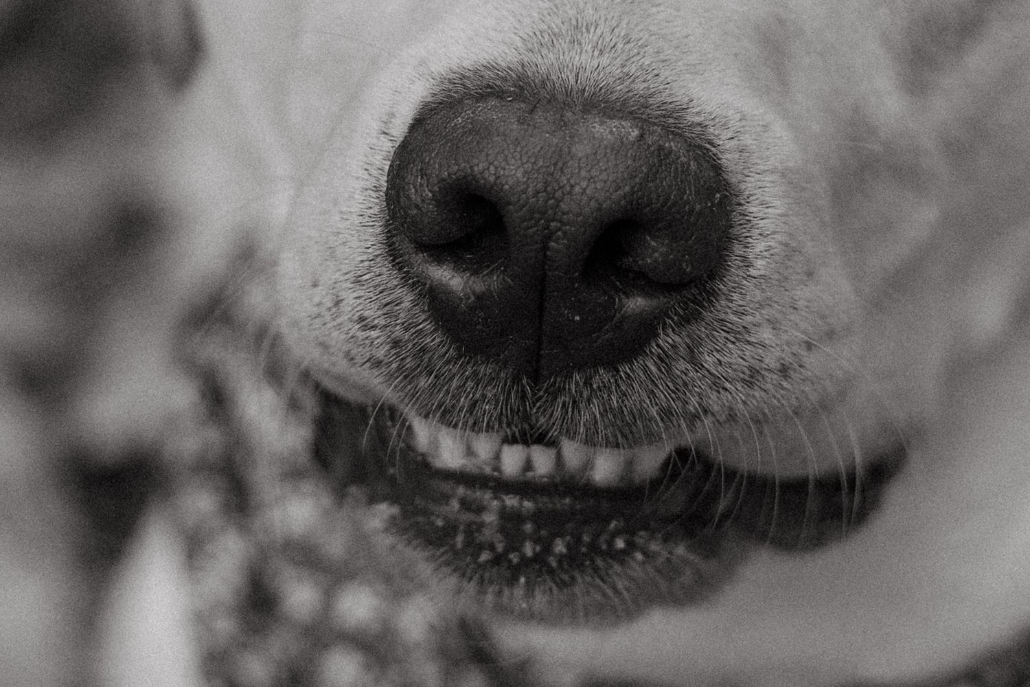 Extreme close-up of a dog's nose and whiskers in black and white.