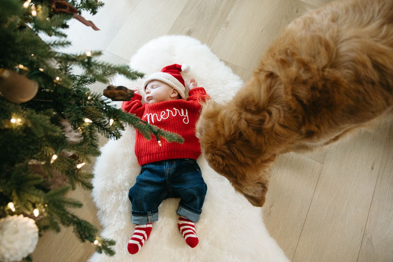 Festive Christmas decorations and a dog's tail visible near a decorated tree in a cozy living room setting.