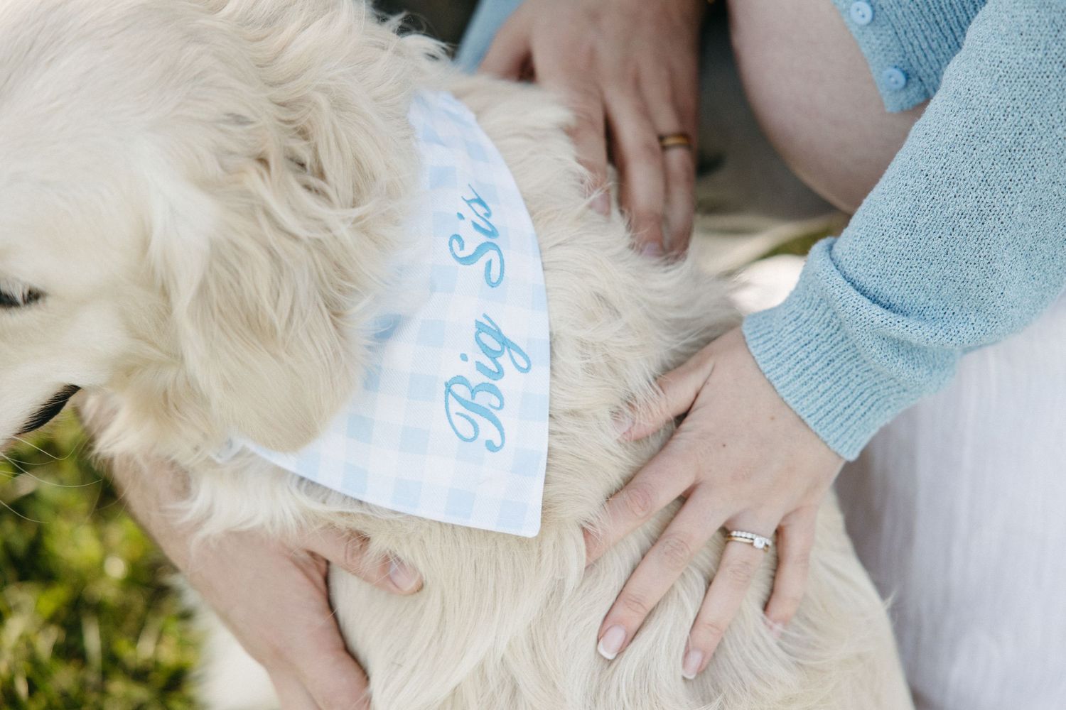 White fluffy dog wearing a blue gingham Big Sib bandana, with two adults gently petting it.