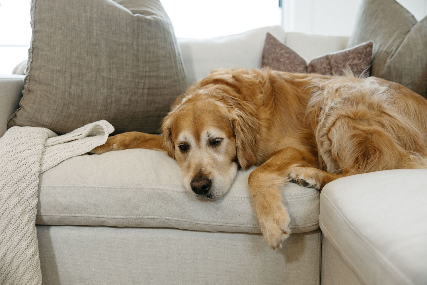 Golden retriever lounges peacefully on light gray sectional sofa.