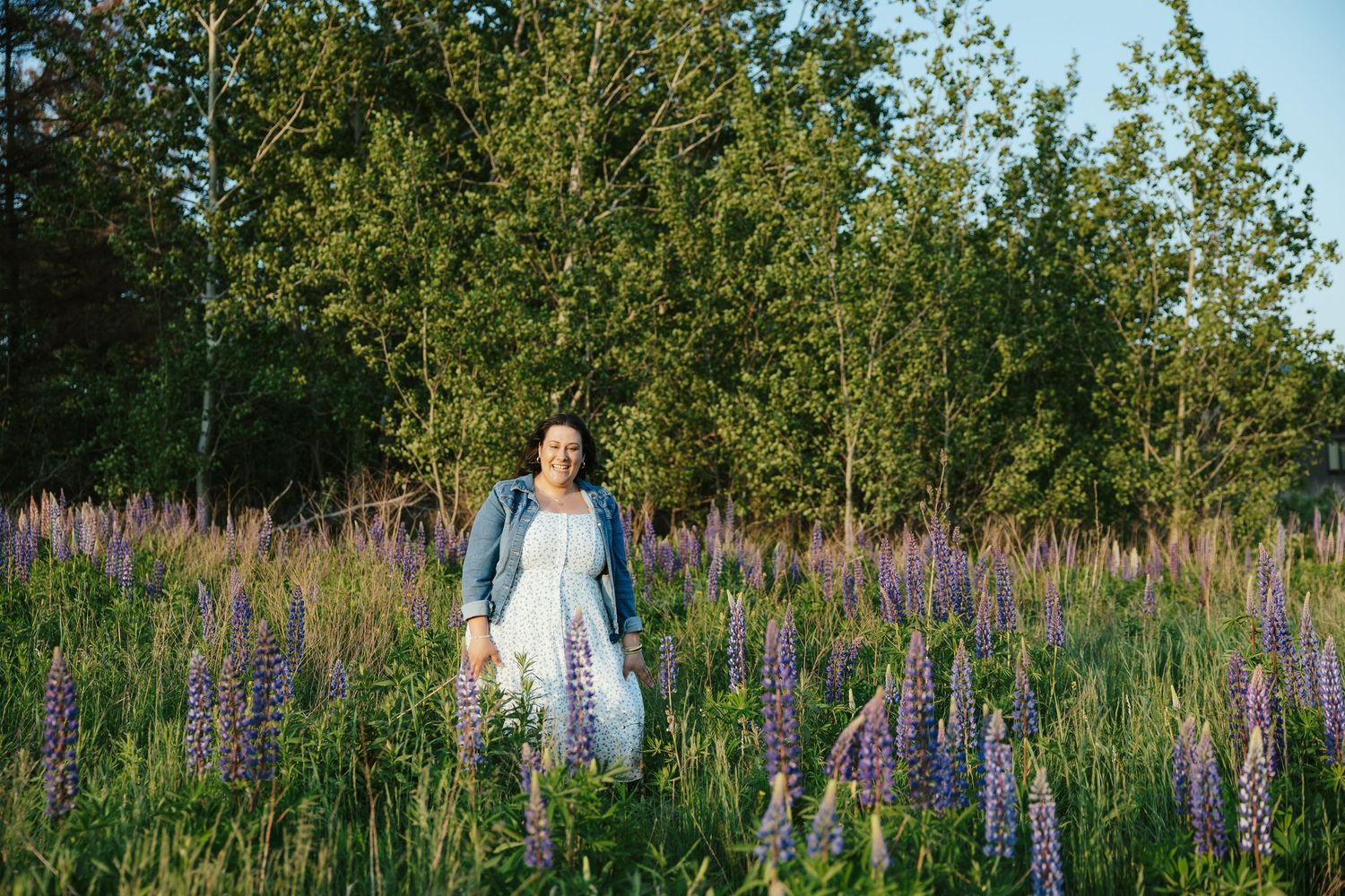 Purple lupines bloom in a lush green field during summer.