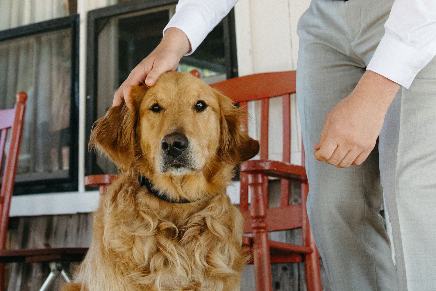A golden retriever being gently petted on the head by a person in formal attire on a porch.