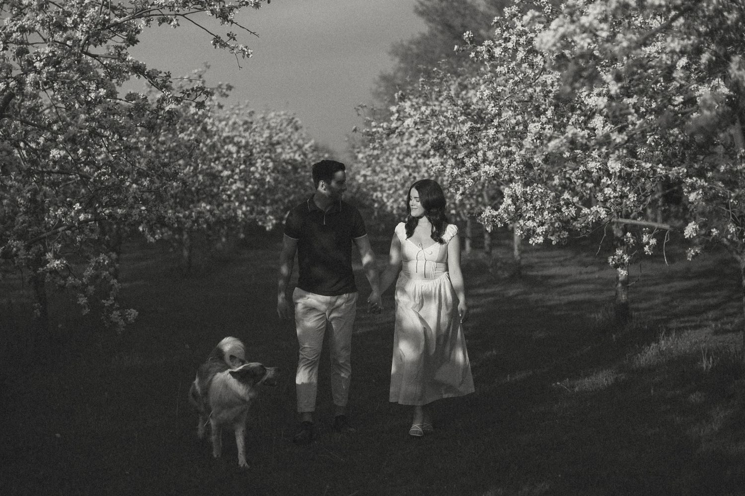 Couple holding hands with dog walking through blooming orchard trees in black and white photo.