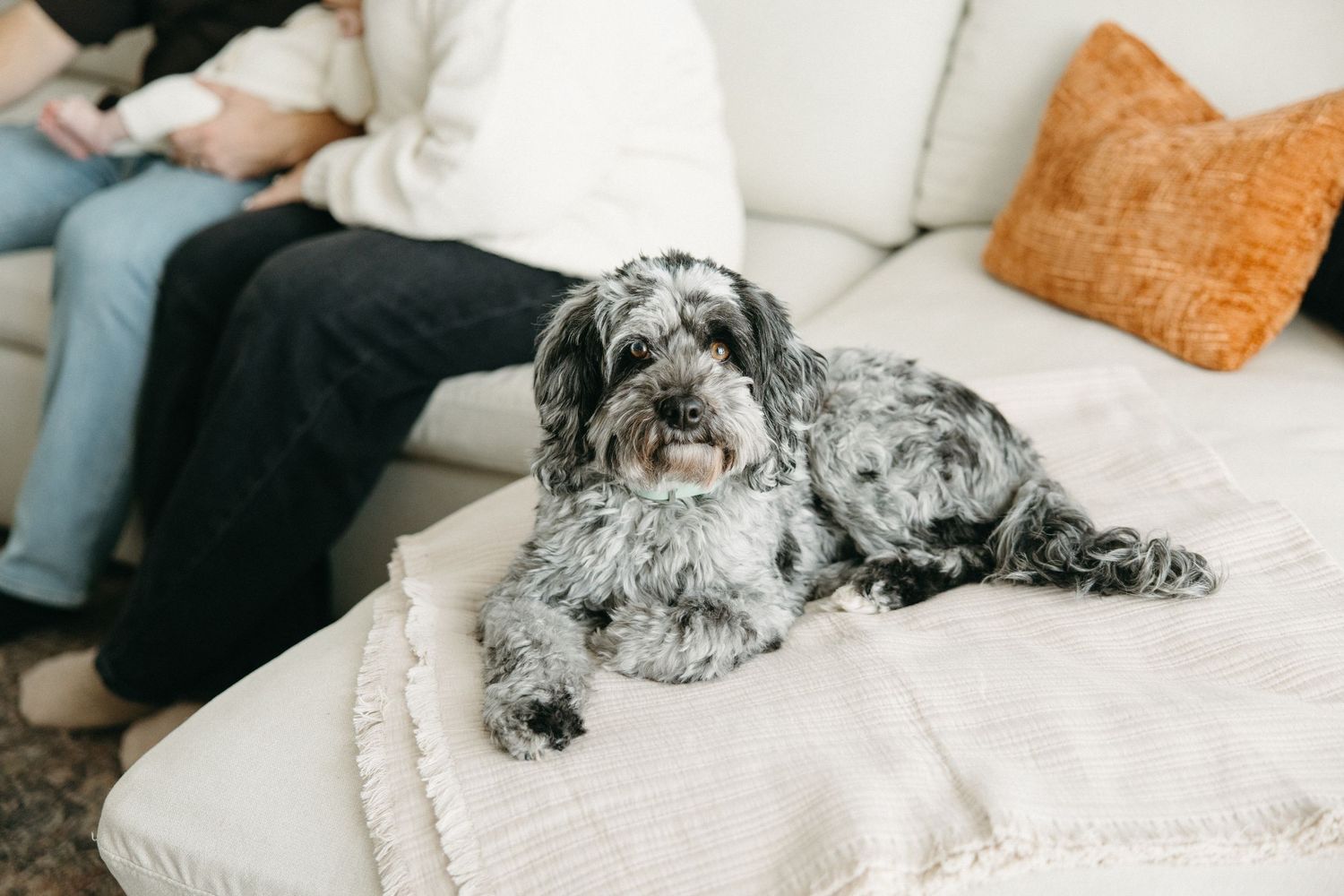 A gray and white dog relaxing on a light colored couch with orange accent pillows.