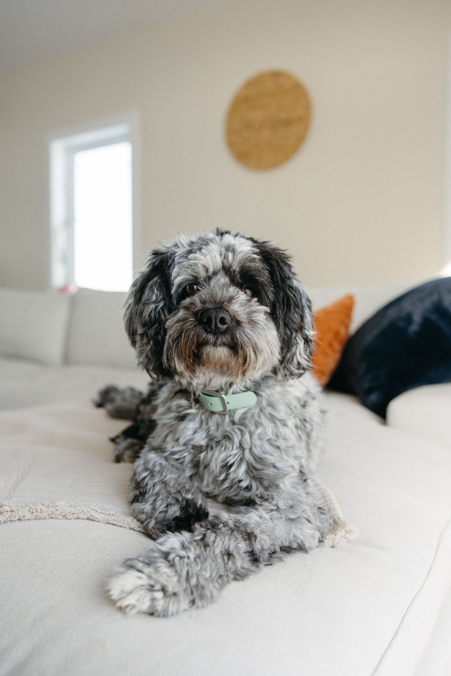 A small grey and white shih tzu dog lies comfortably on a white couch in a series of similar poses.