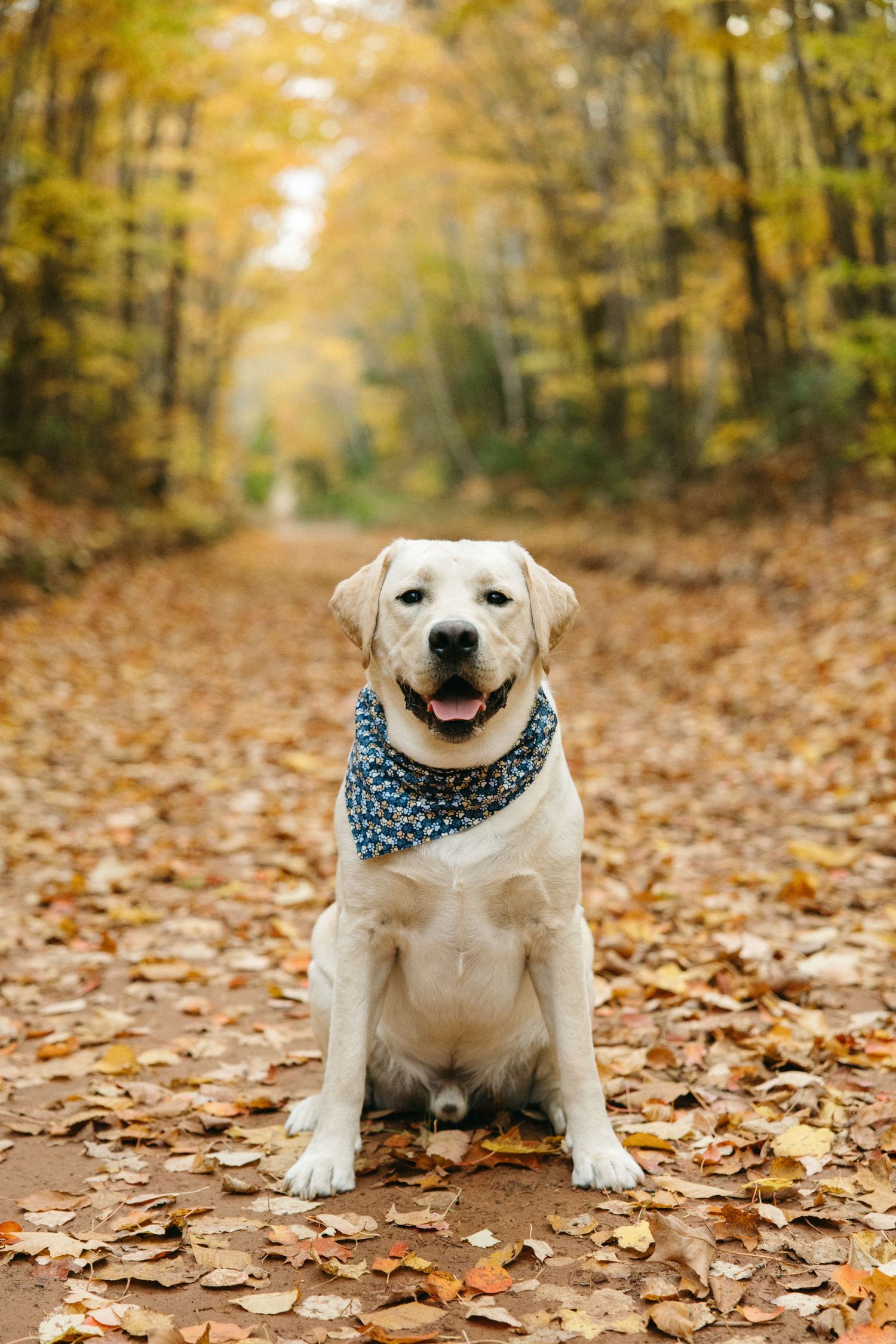 Happy white dog wearing a bandana sits among fallen autumn leaves.