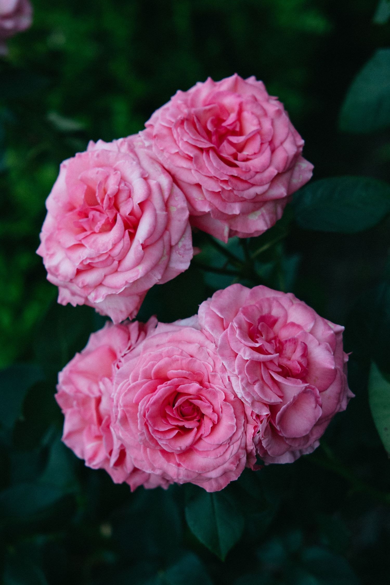 Four blooming pink roses with dew drops against dark green leaves in a garden.