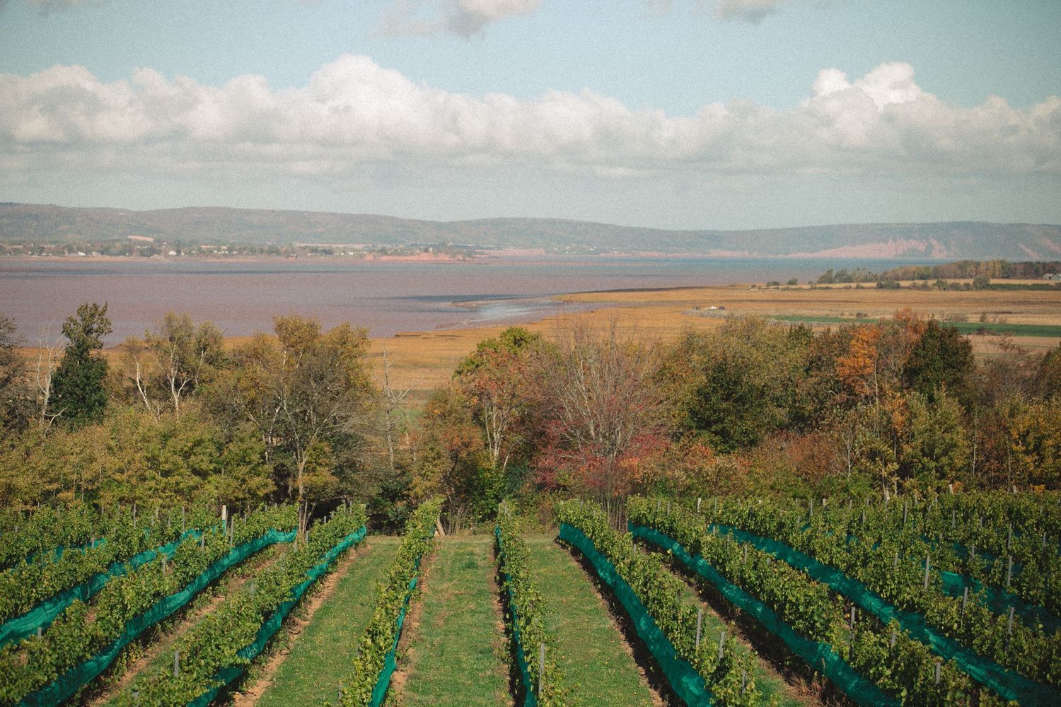 Aerial view of vineyard rows stretching across rolling hills with ocean vista in the distance.