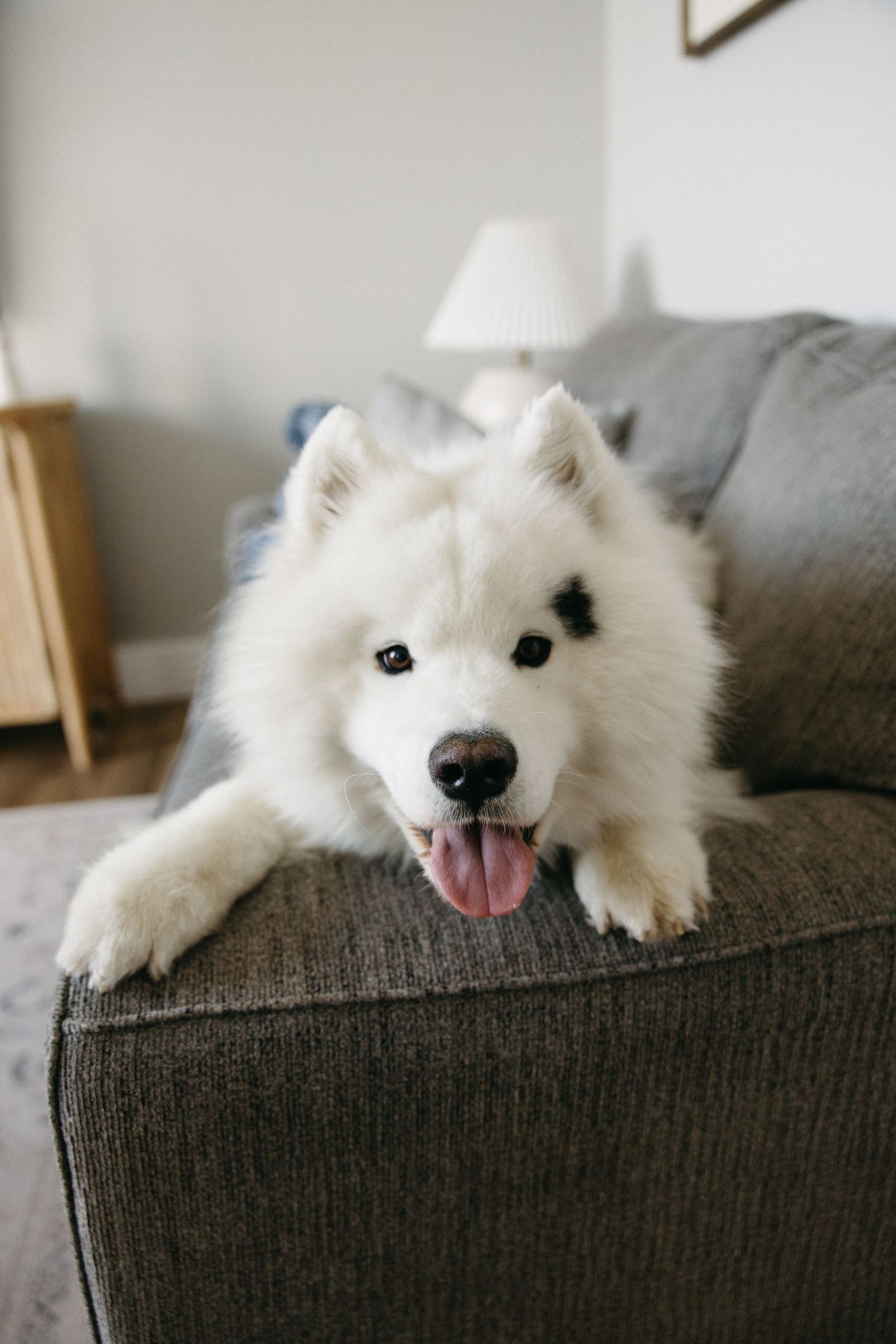 White Samoyed dog lounging contentedly on a dark gray couch.