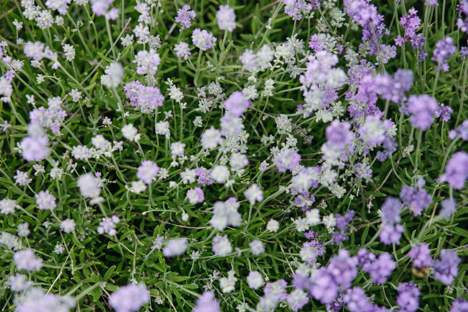 Delicate purple and white wildflowers blooming in a lush green garden setting.