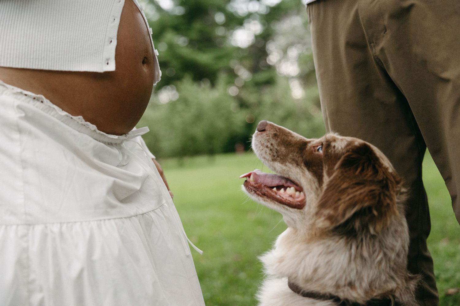 A brown and white Australian Shepherd dog looks up at a baby in a white dress outdoors.