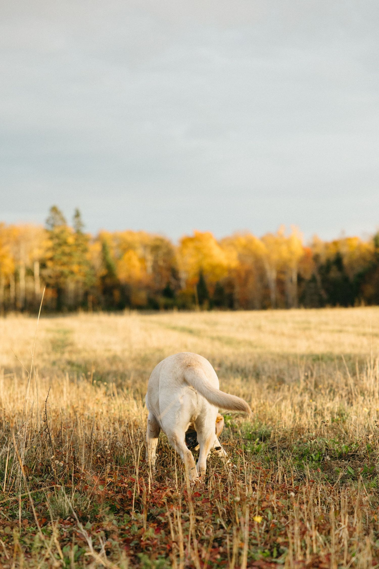 Dogs playing in a sunlit field during autumn.