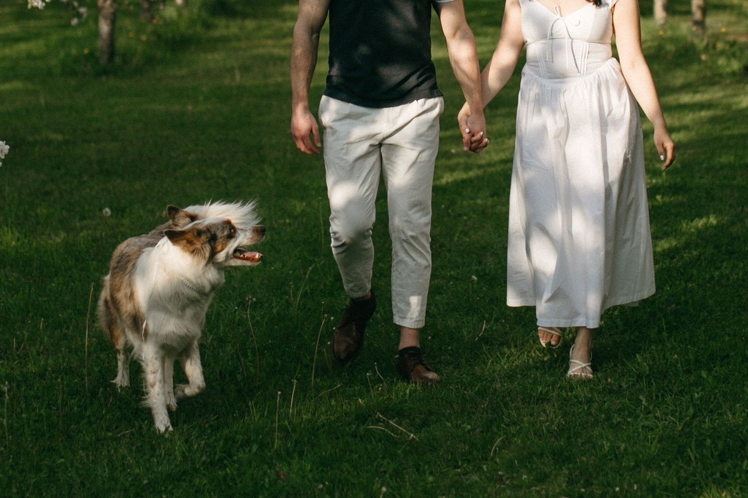 Couple holding hands walking on green grass with a fluffy brown and white dog running beside them outdoors.