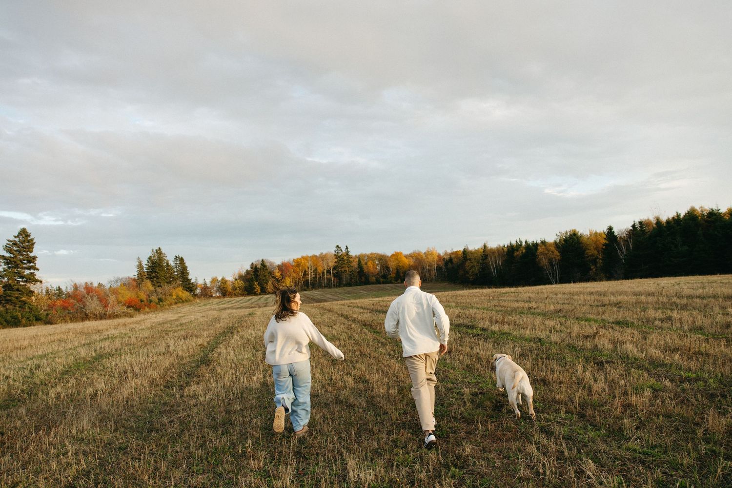 Two people walk through a golden autumn field at sunset.