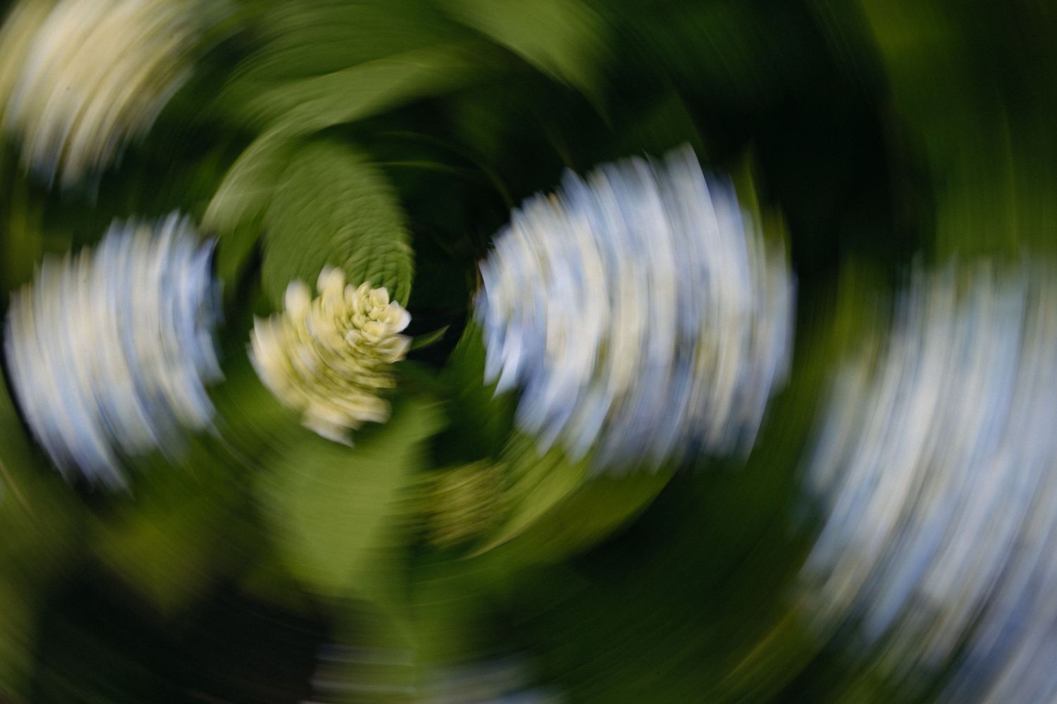 Abstract swirling motion blur photography of white flowers and green foliage.