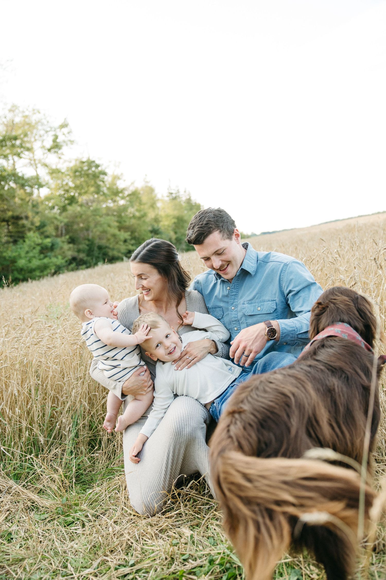 Happy young family with two children sit in golden wheat field with brown dog beside them.