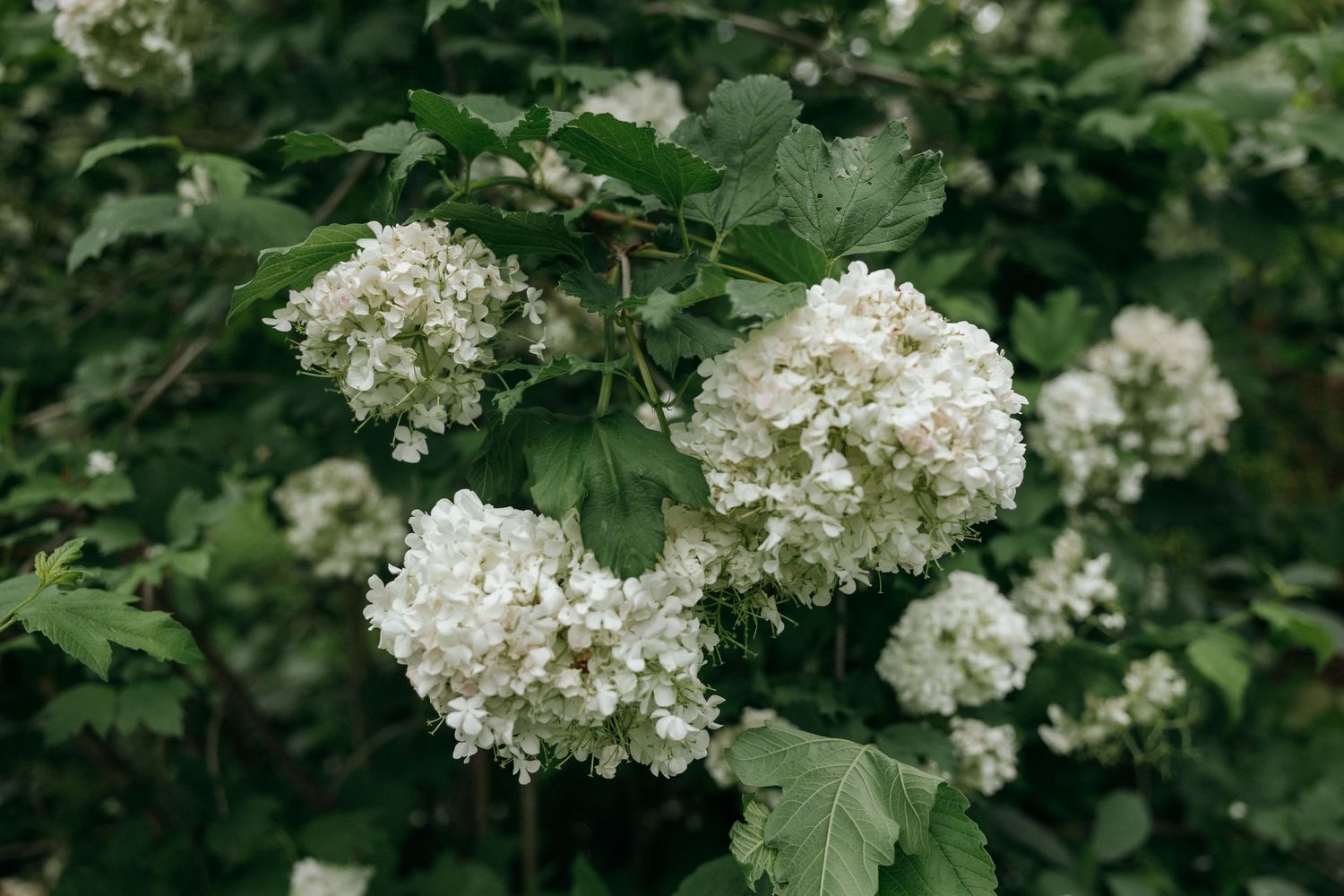 White hydrangea flowers blooming in a lush green garden setting.