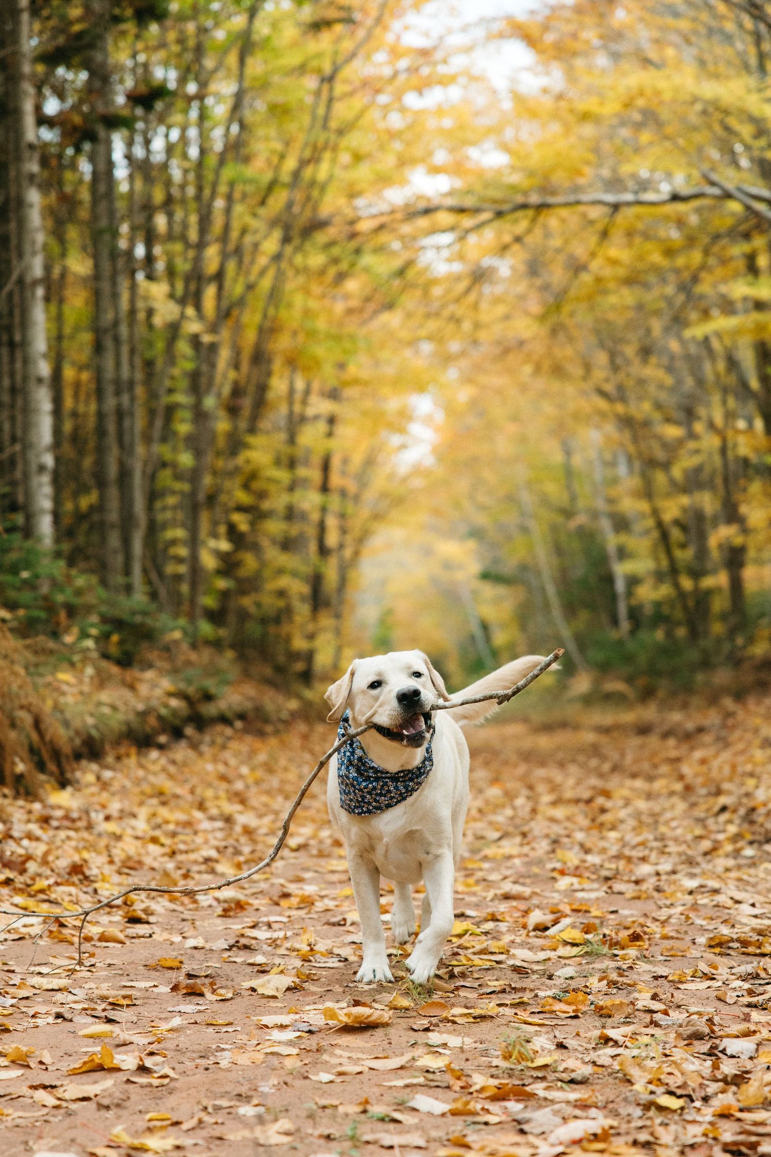 White dog with bandana carrying stick on leaf-covered forest path.