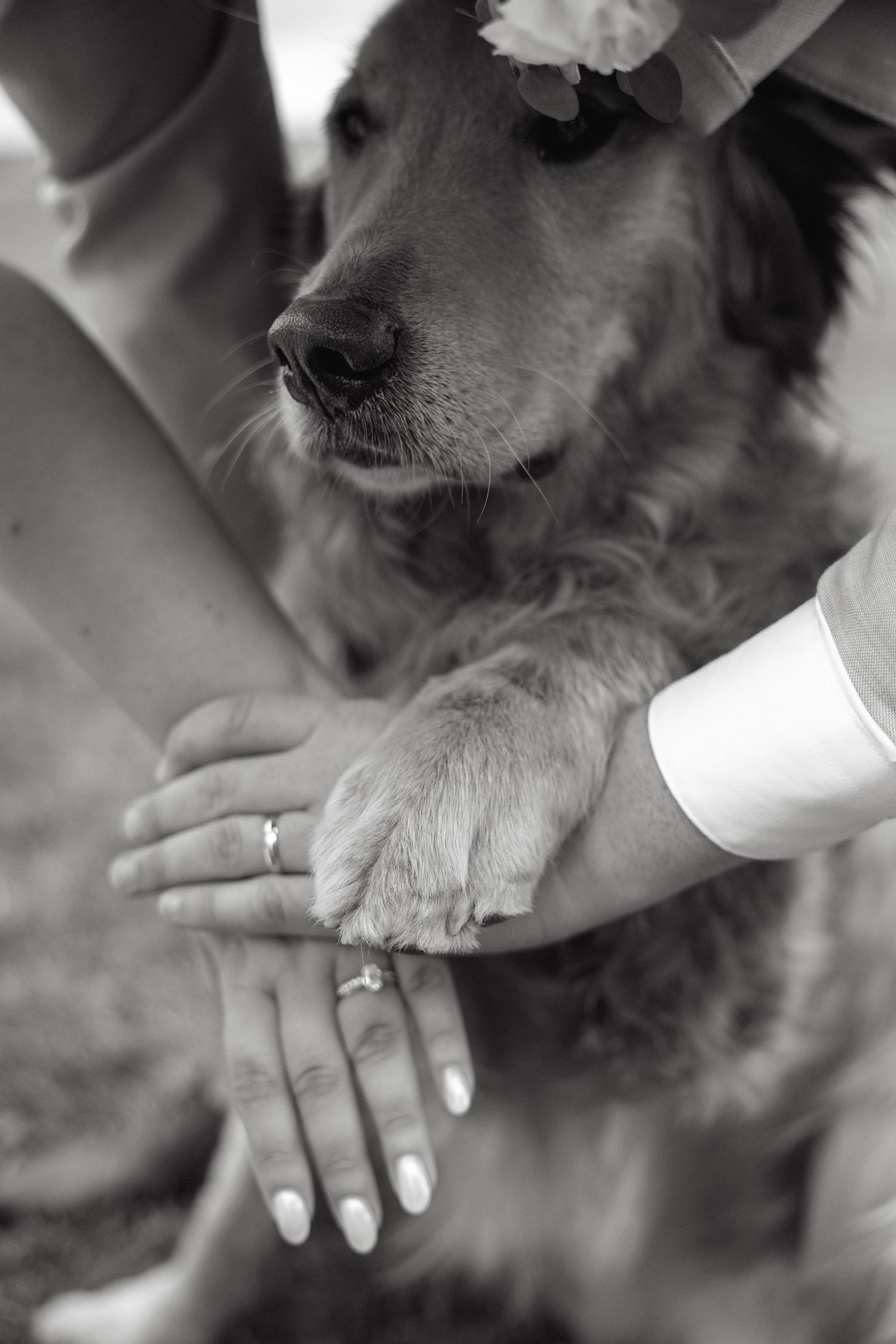 Black and white photo of bride and groom holding hands with their flower-crowned golden retriever.