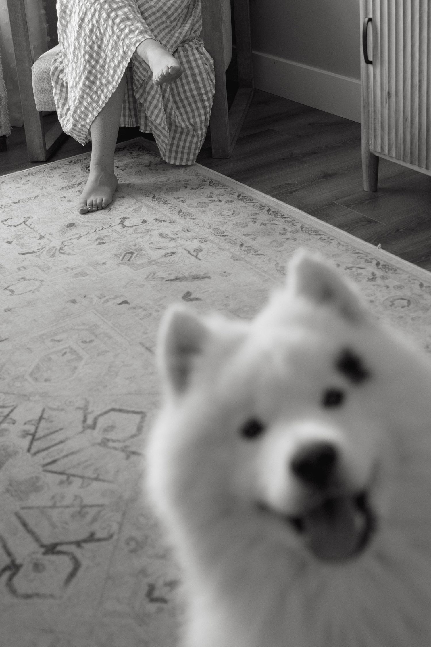 Fluffy white Samoyed dog peeks up playfully from behind furniture.