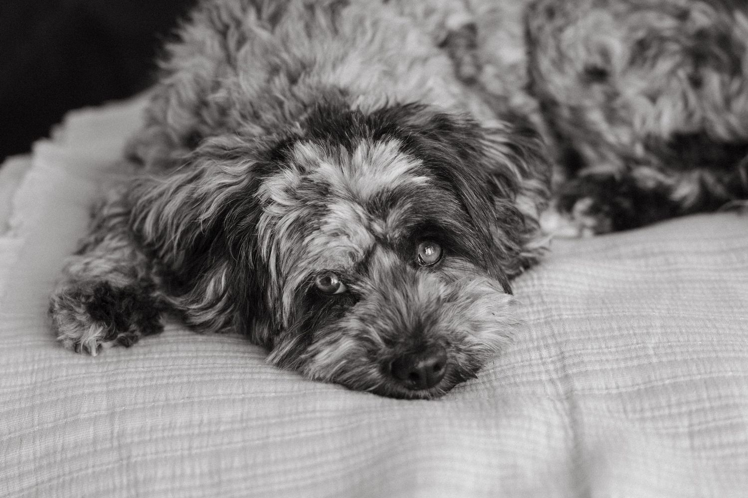 A small gray terrier dog rests sleepily on white bedding with its furry head visible in close-up view.