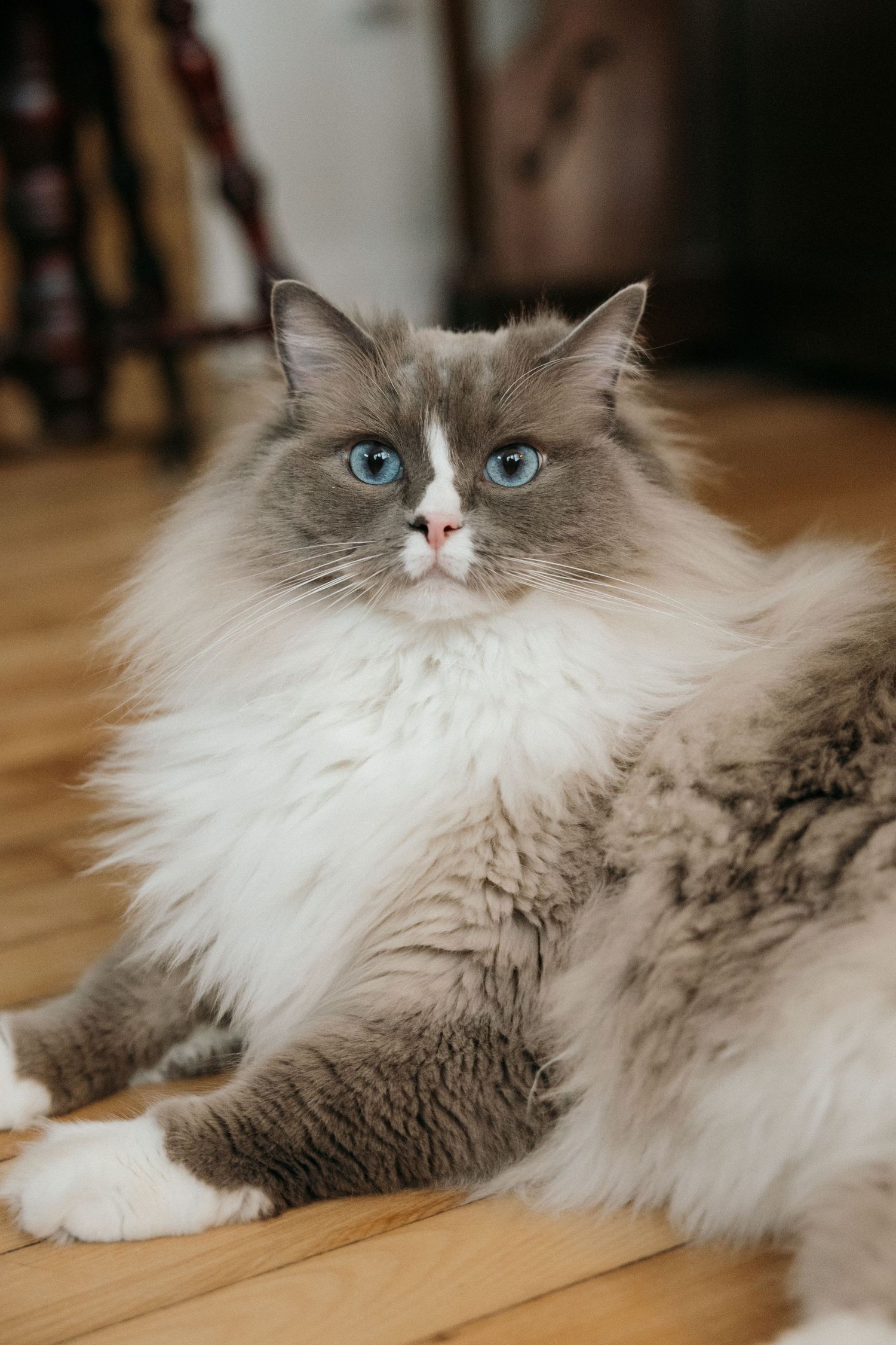 Fluffy Ragdoll cat with striking blue eyes and gray-white fur lounging on hardwood floor.
